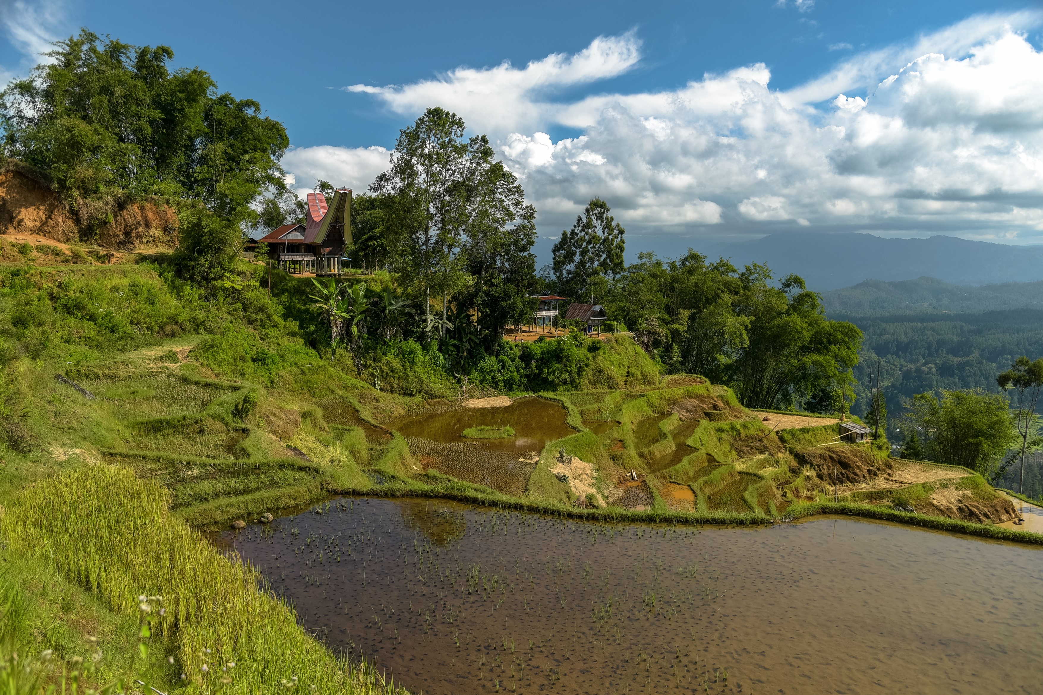 Terraced rice fields and traditional houses on a hillside in Limbong, Indonesia HD Wallpaper