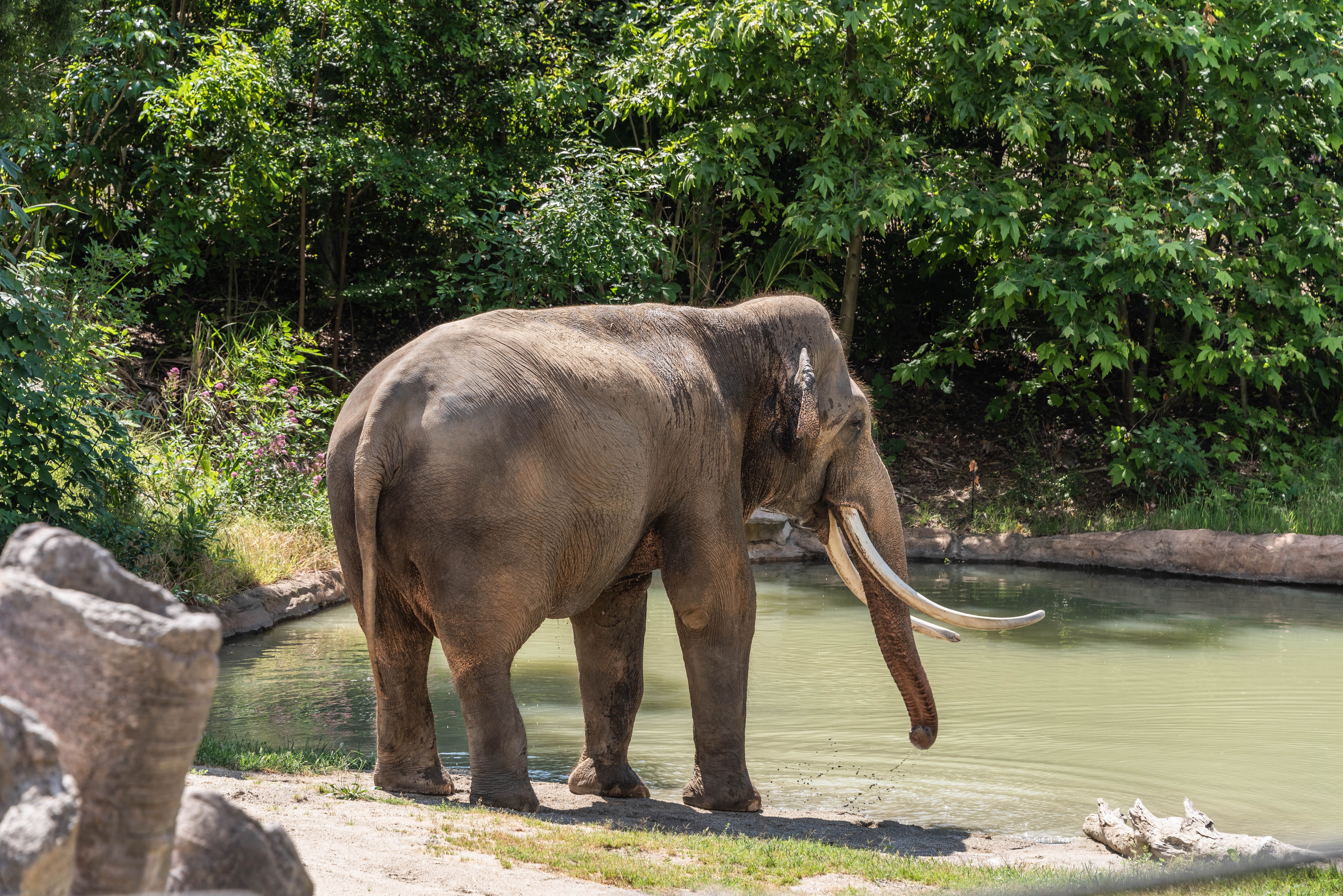 Elephant by the water HD Wallpaper