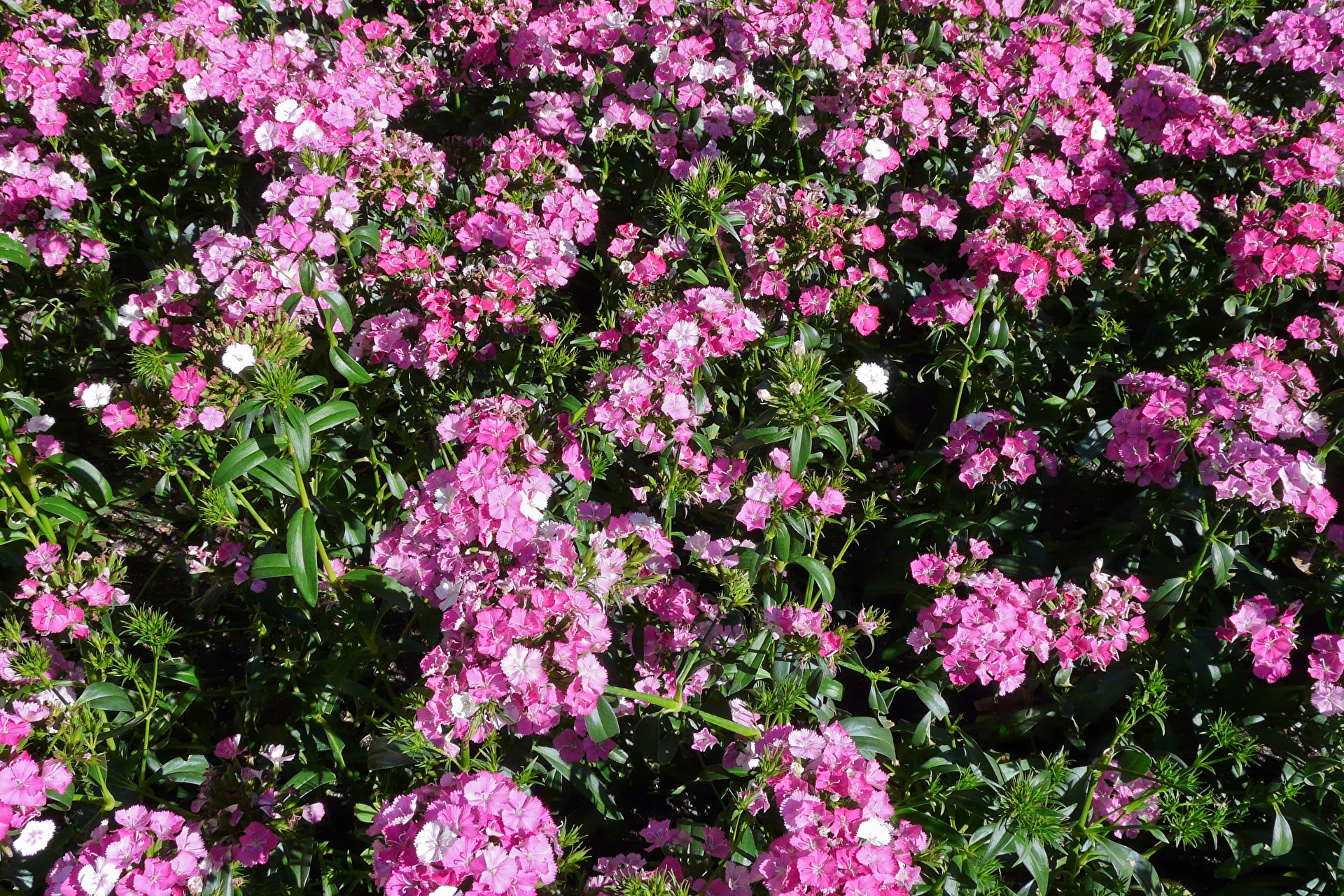 Pink Dianthus flowers in a garden HD Wallpaper
