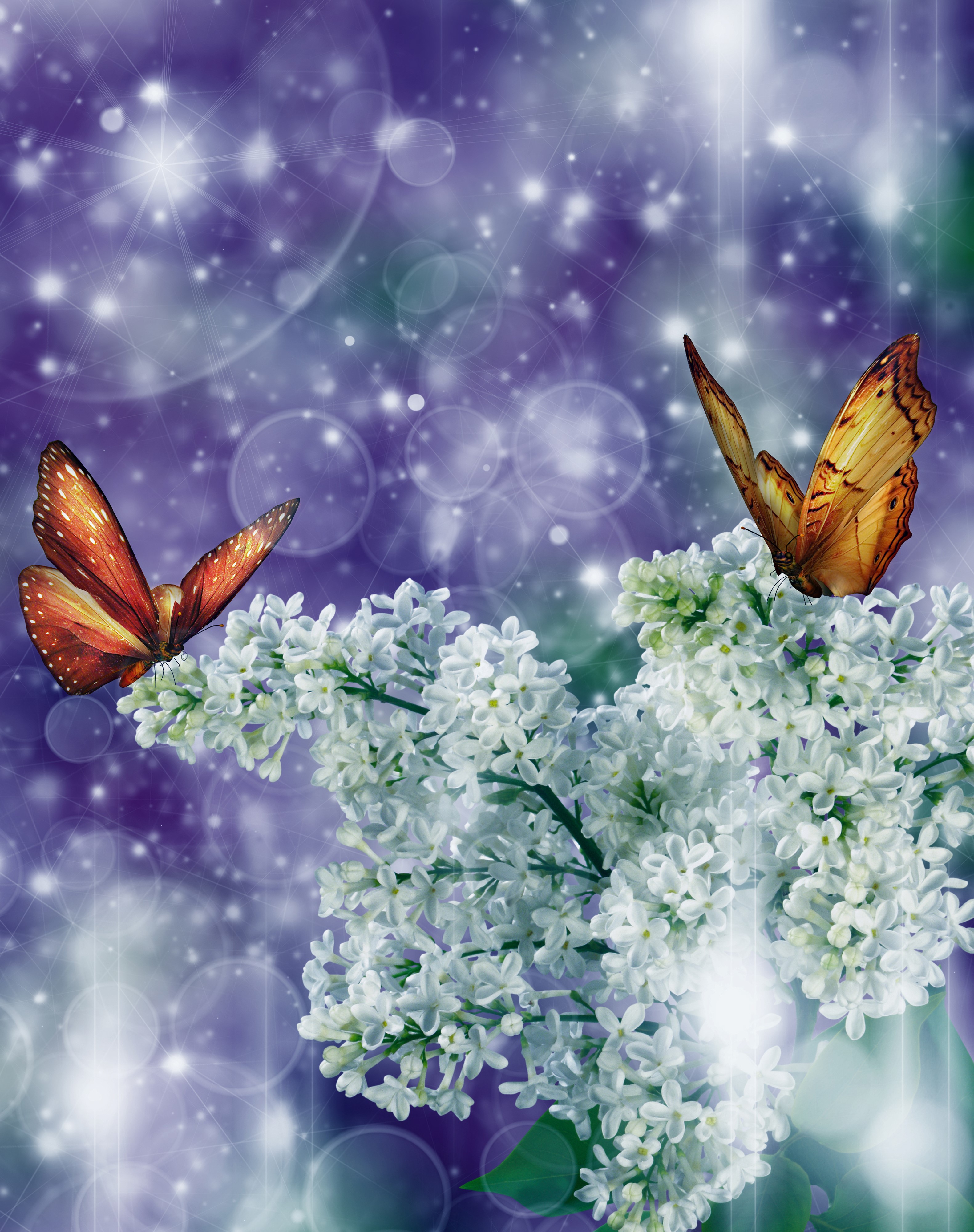 Two butterflies on white lilac branches with purple bokeh background HD Phone Wallpaper