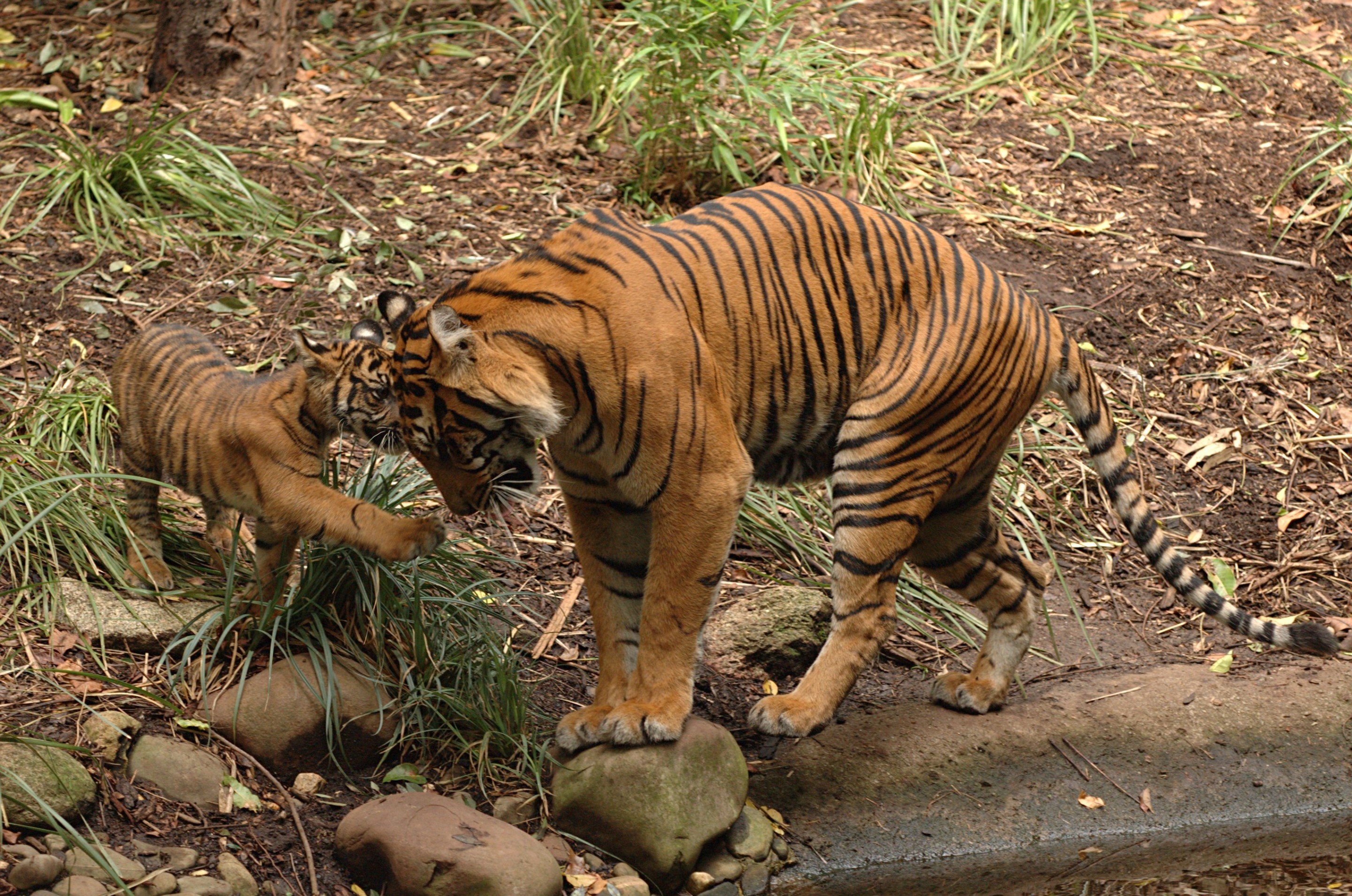 Tiger mother and cub playing near water HD Wallpaper
