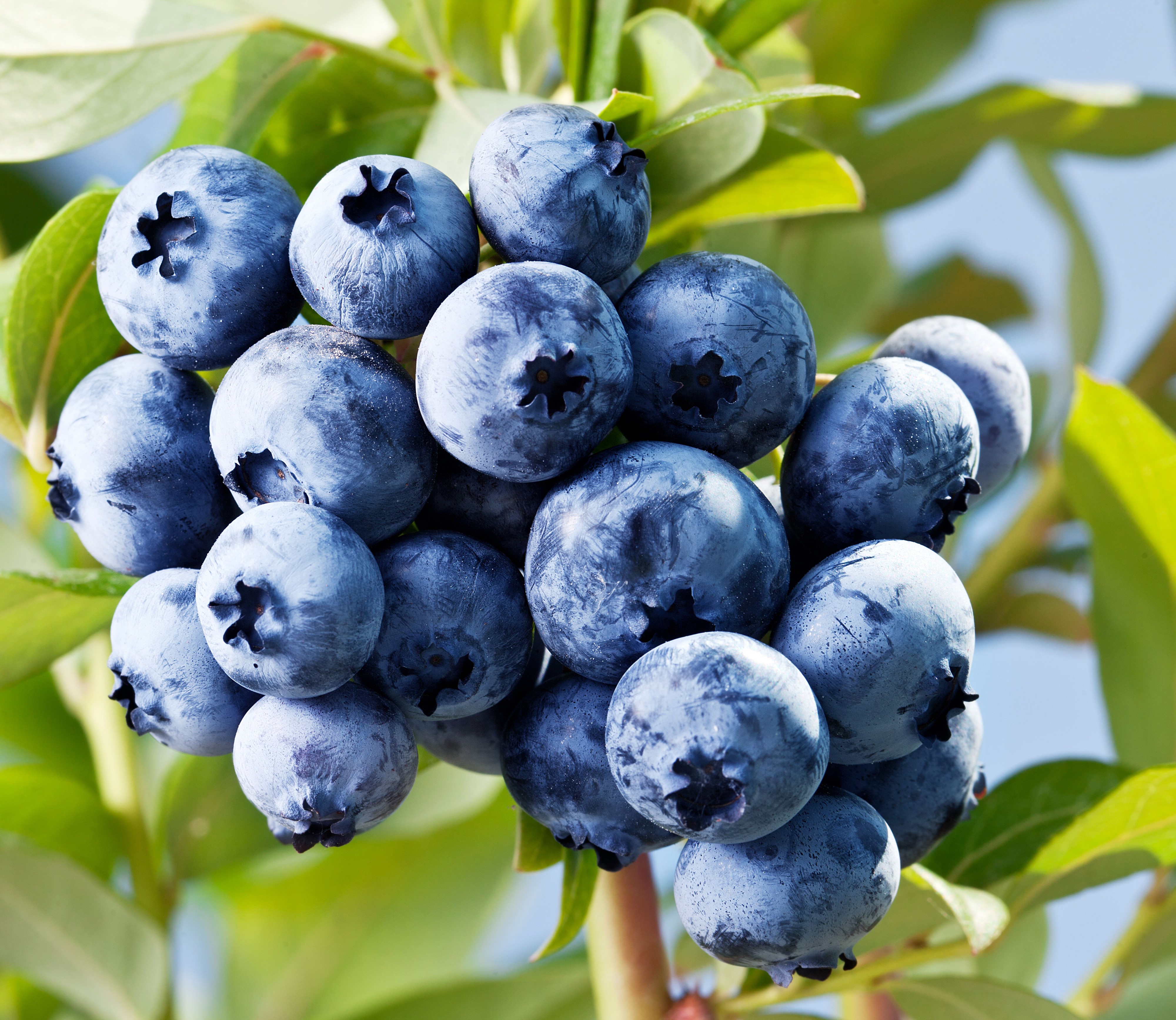 4K Blueberries on a Branch HD Wallpaper