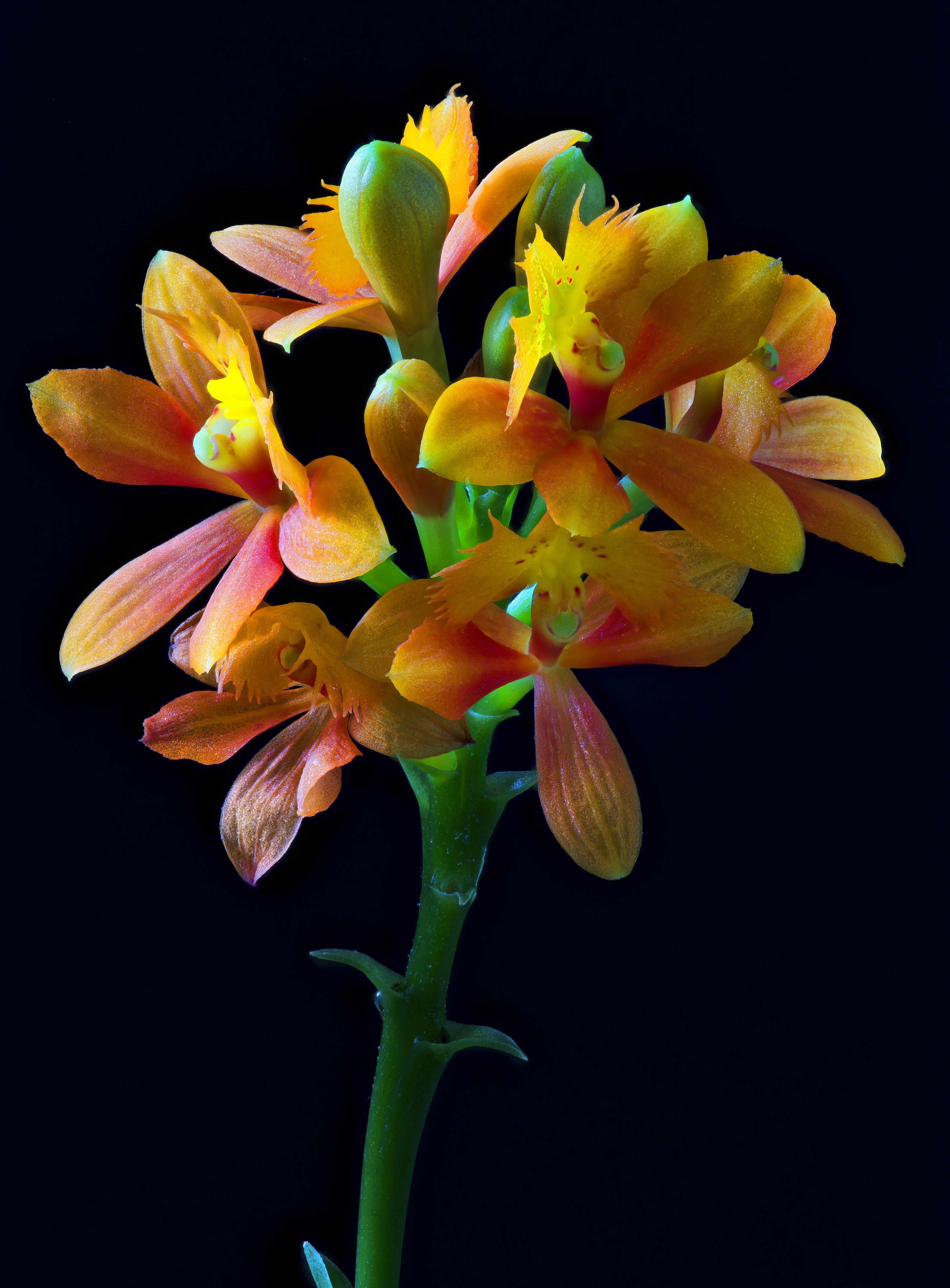 4K Epidendrum Orchid Closeup on Black Background HD Phone Wallpaper