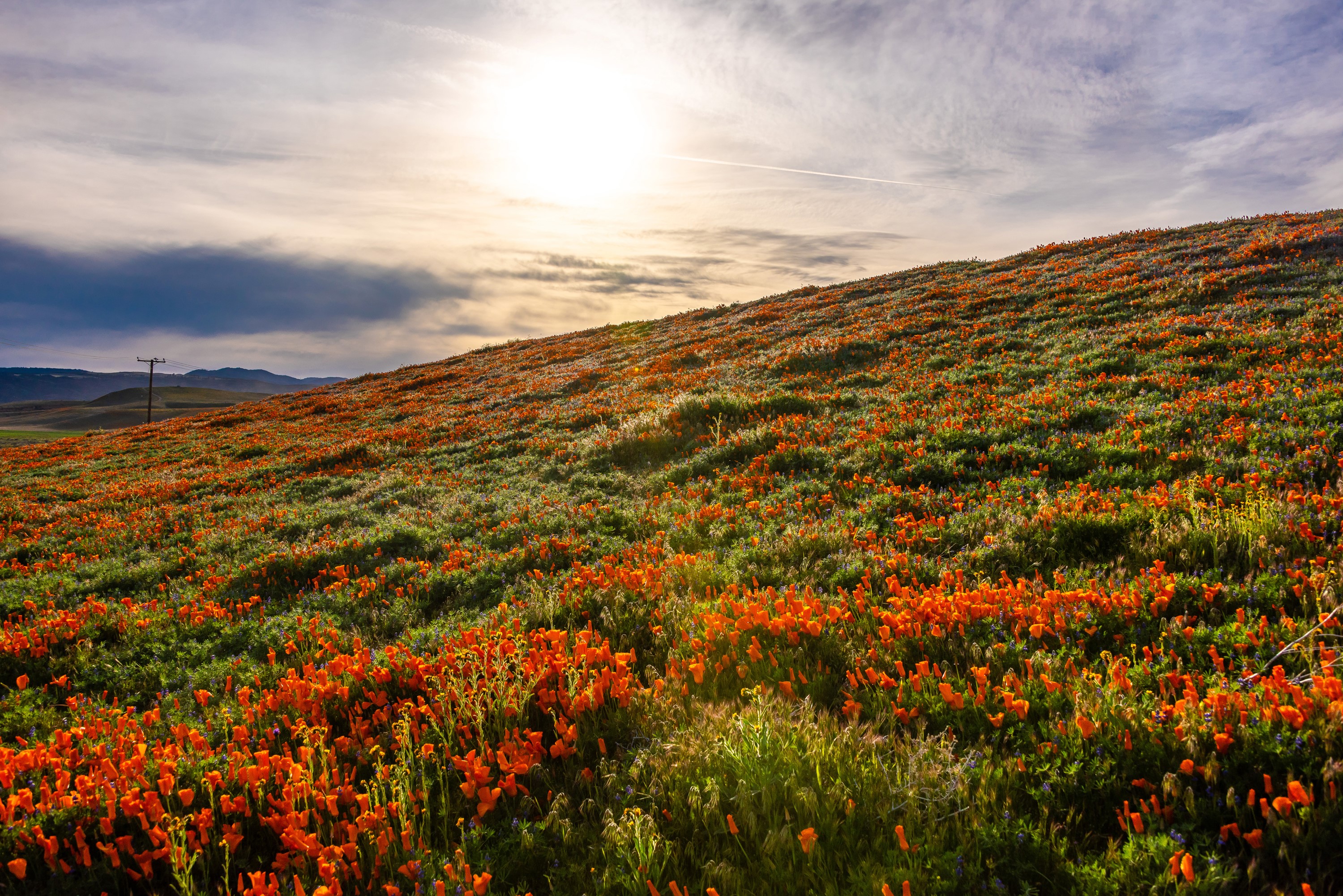 California Poppy Field at Sunrise HD Wallpaper