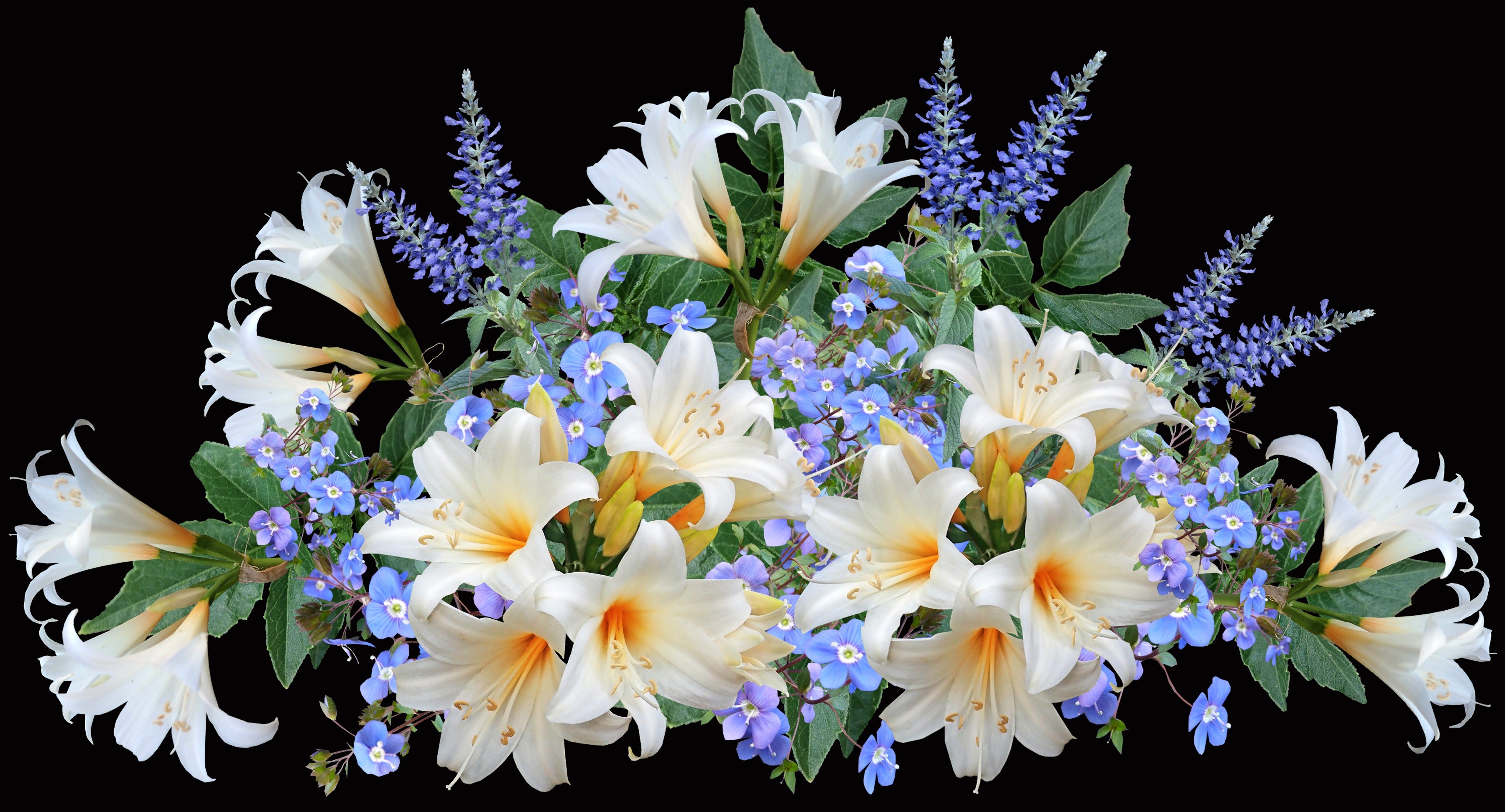 Bouquet of white lilies and blue flowers on black background HD Wallpaper
