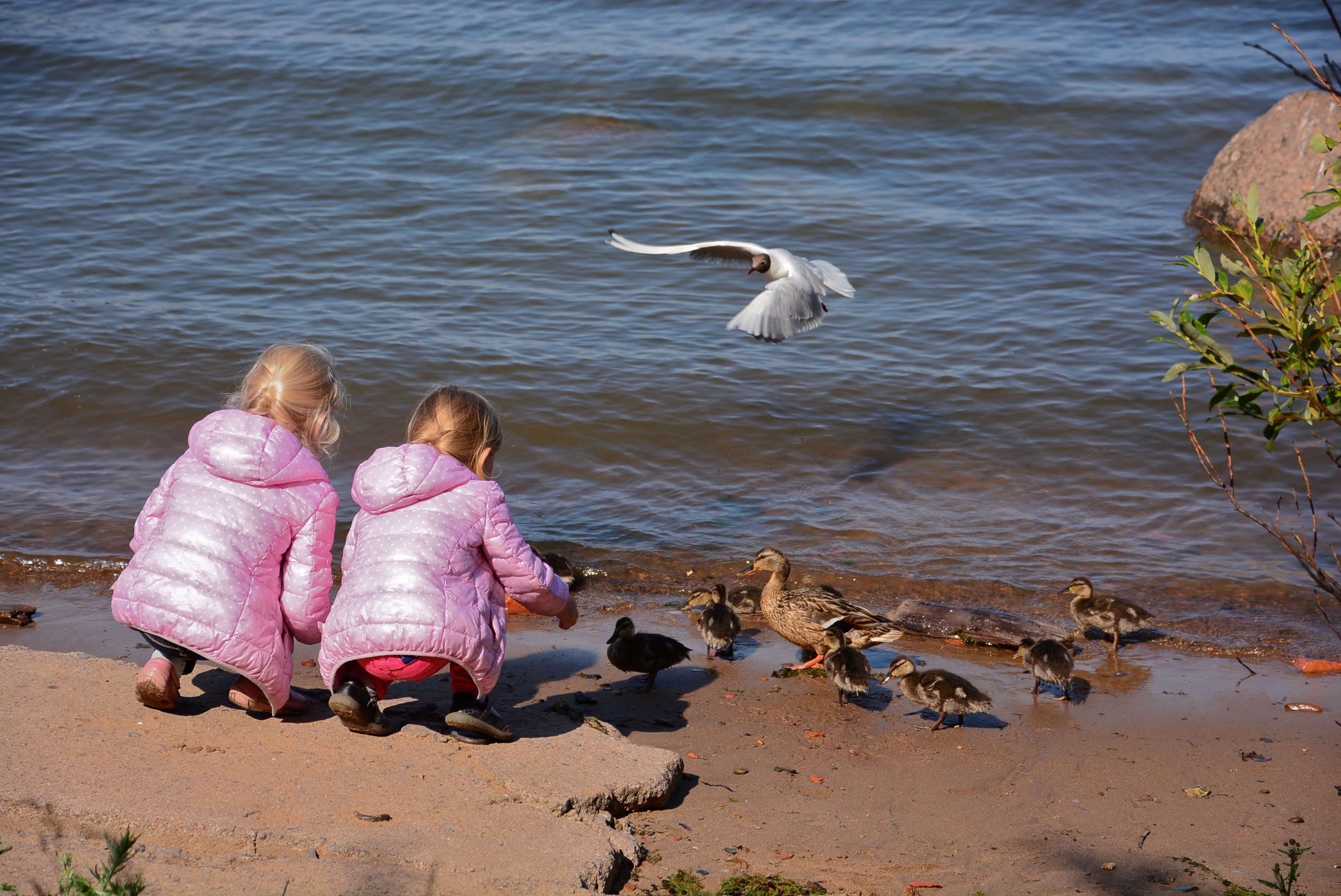 Two girls feeding ducks and a gull by the water HD Wallpaper