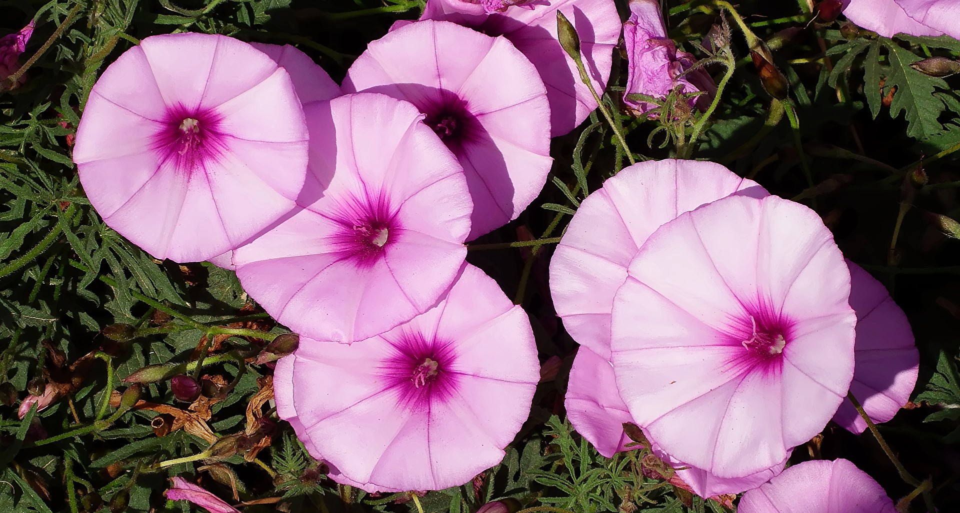 Pink bindweed flowers with purple centers HD Wallpaper