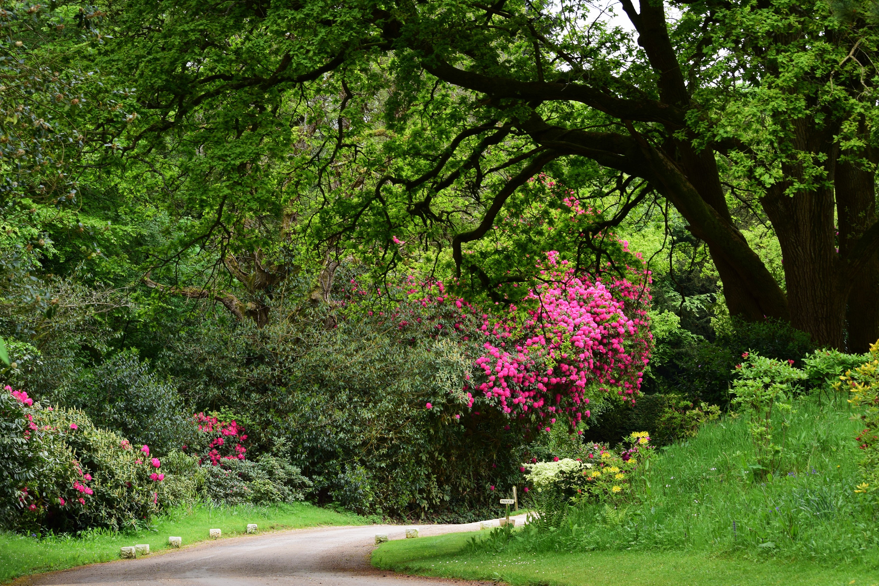 Lush Green Ramster Gardens with Vibrant Rhododendrons HD Wallpaper