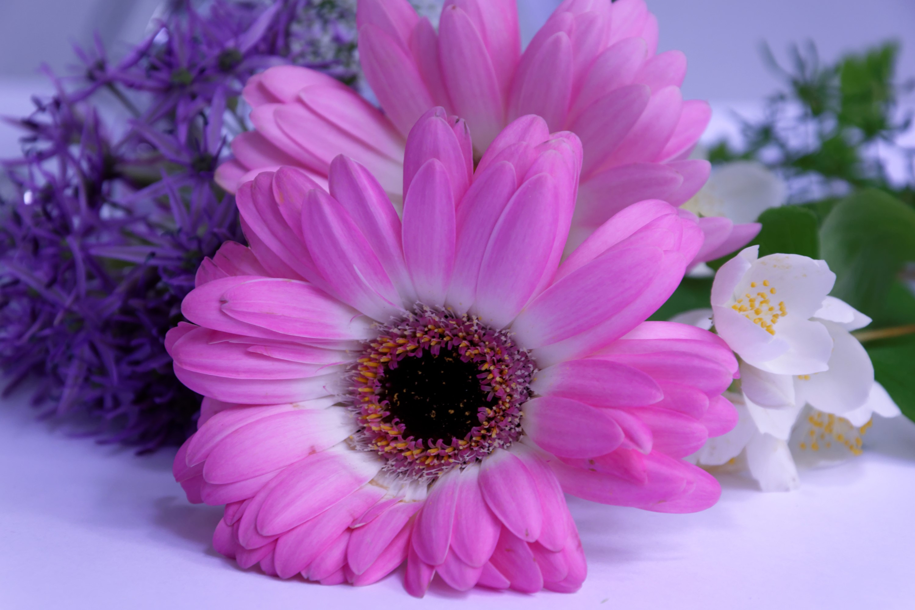 Pink Gerbera Daisies and Purple Alliums HD Wallpaper