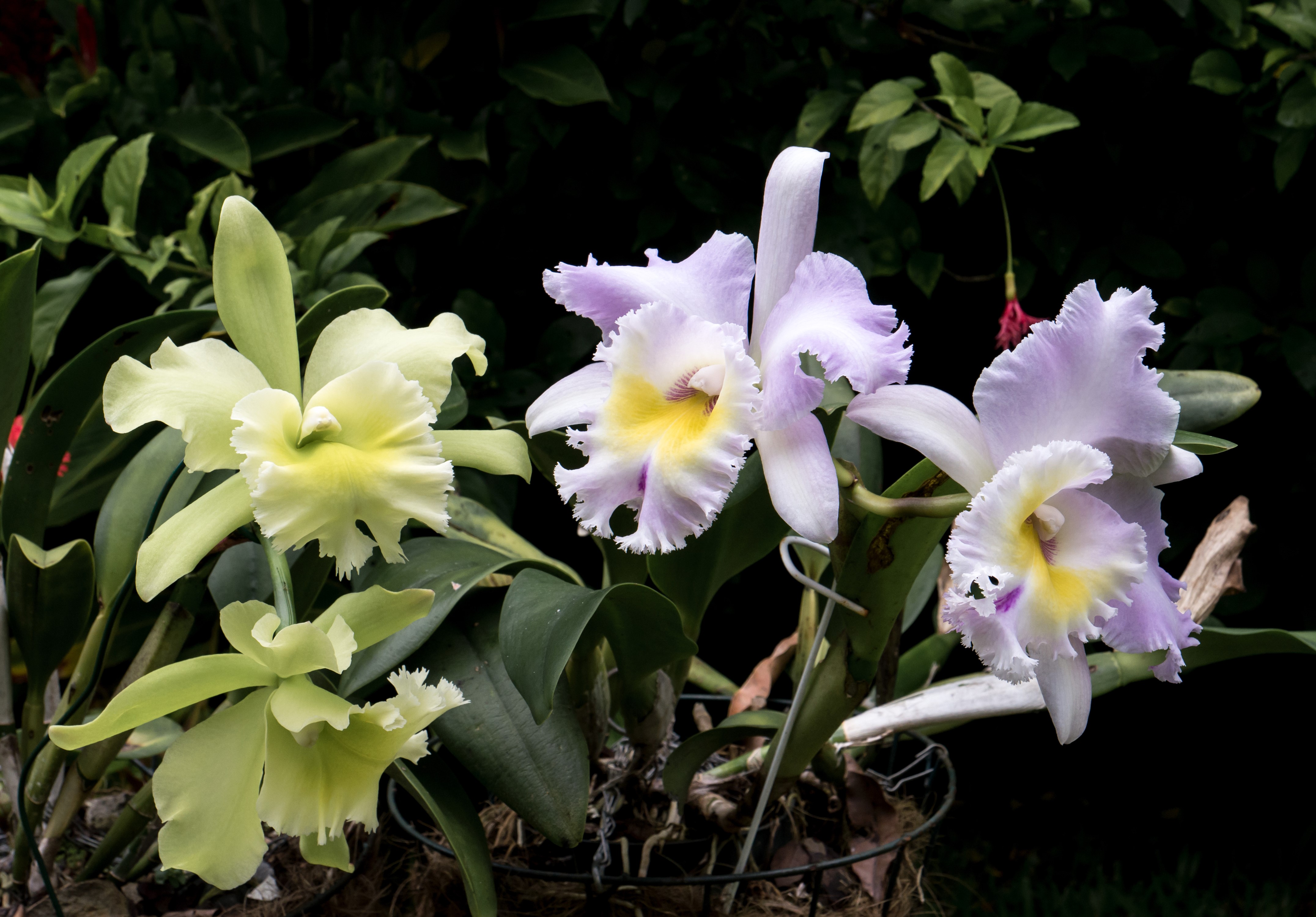 4K Orchid Closeup HD Wallpaper