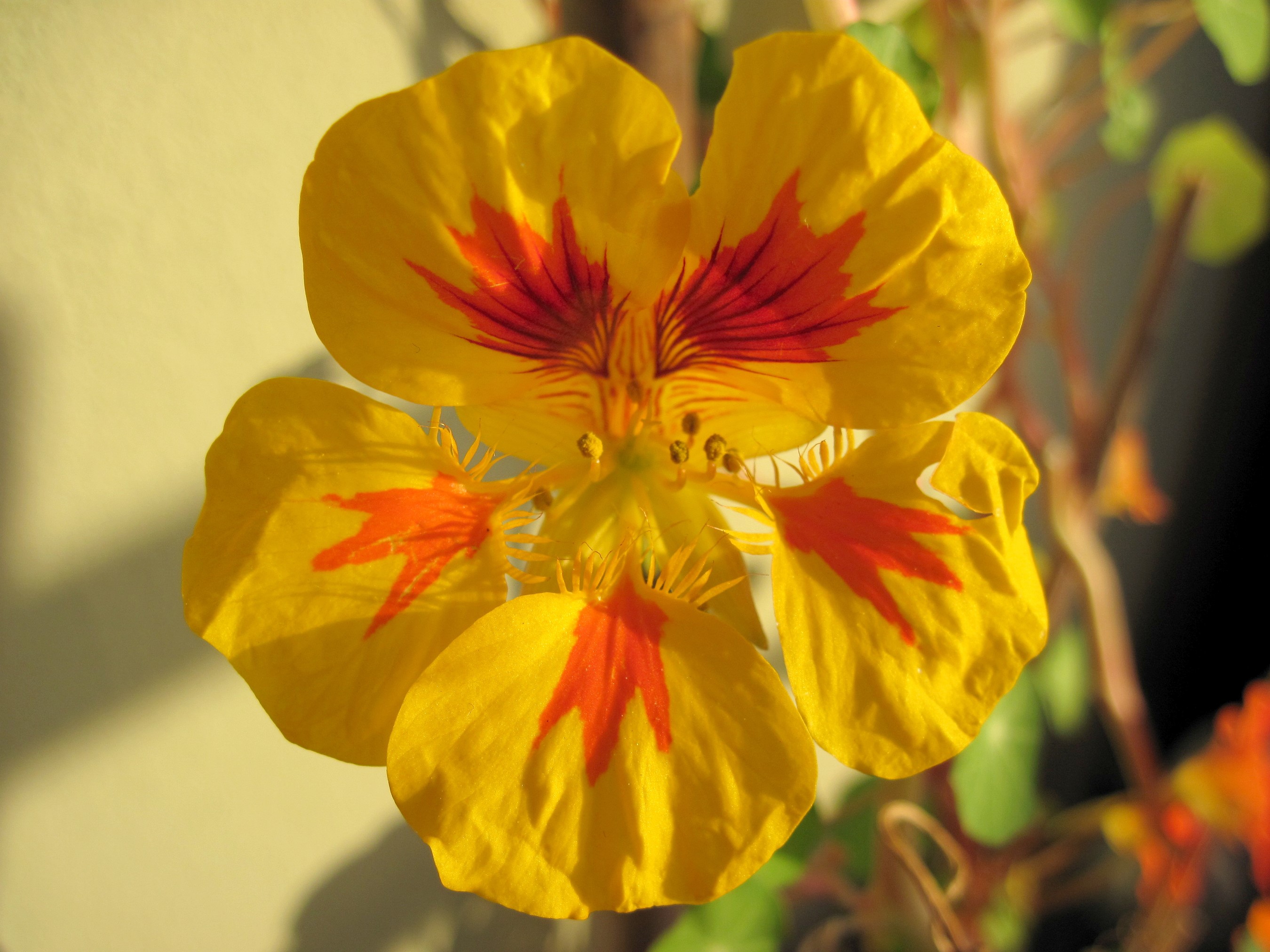 Yellow Nasturtium flower with red markings HD Wallpaper