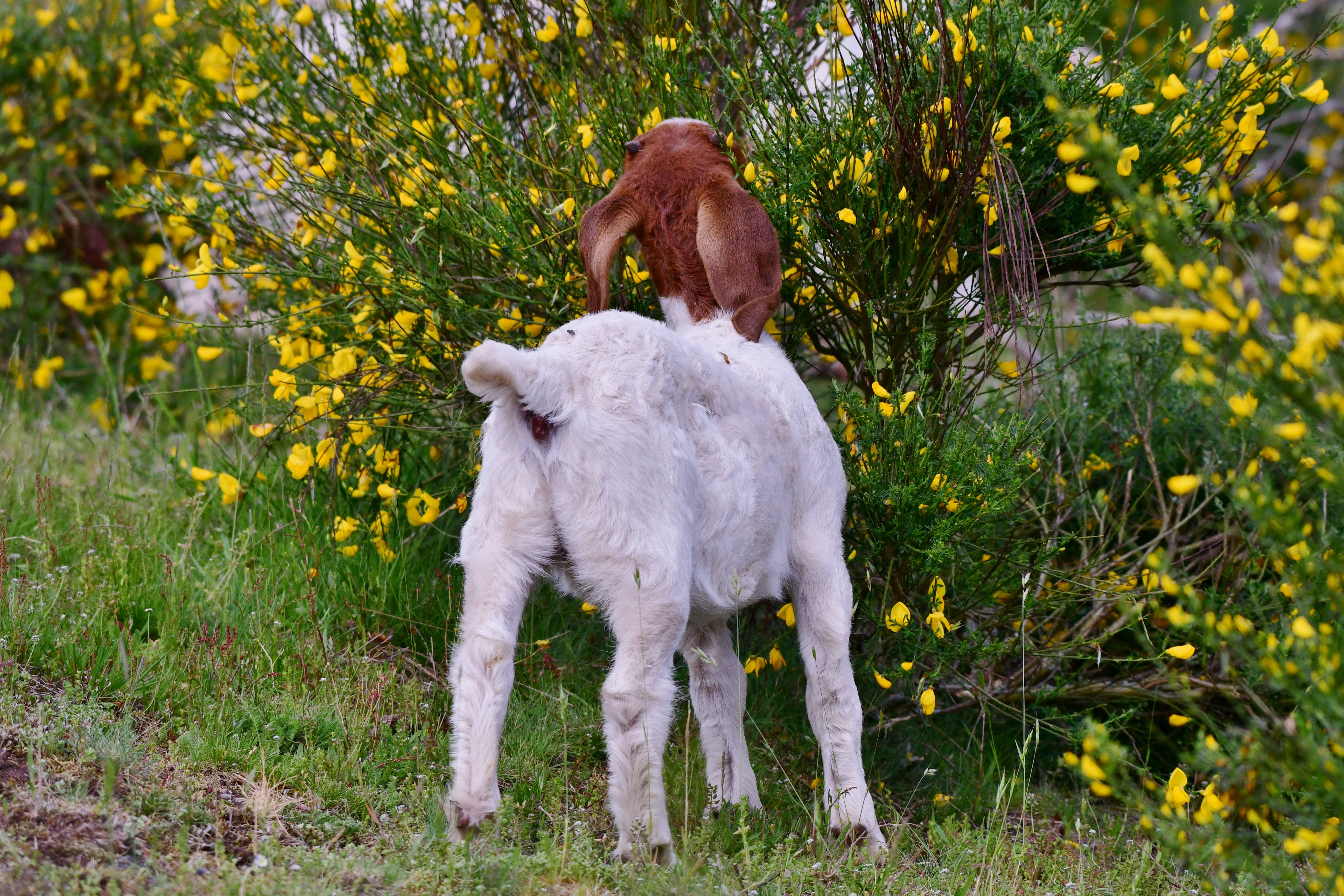 Goat eating from a yellow flowering shrub HD Wallpaper