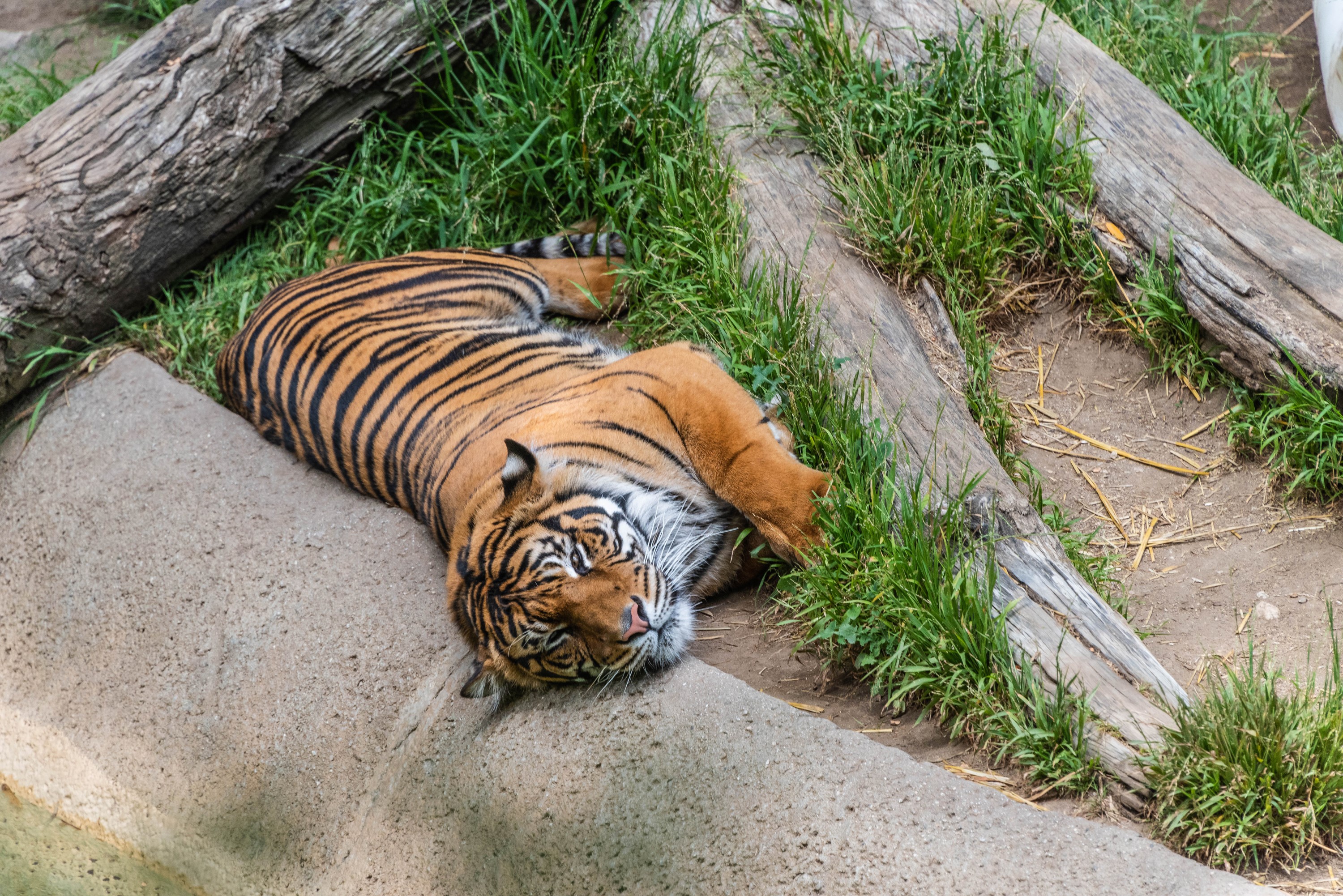 Tiger lying down on rock and grass HD Wallpaper