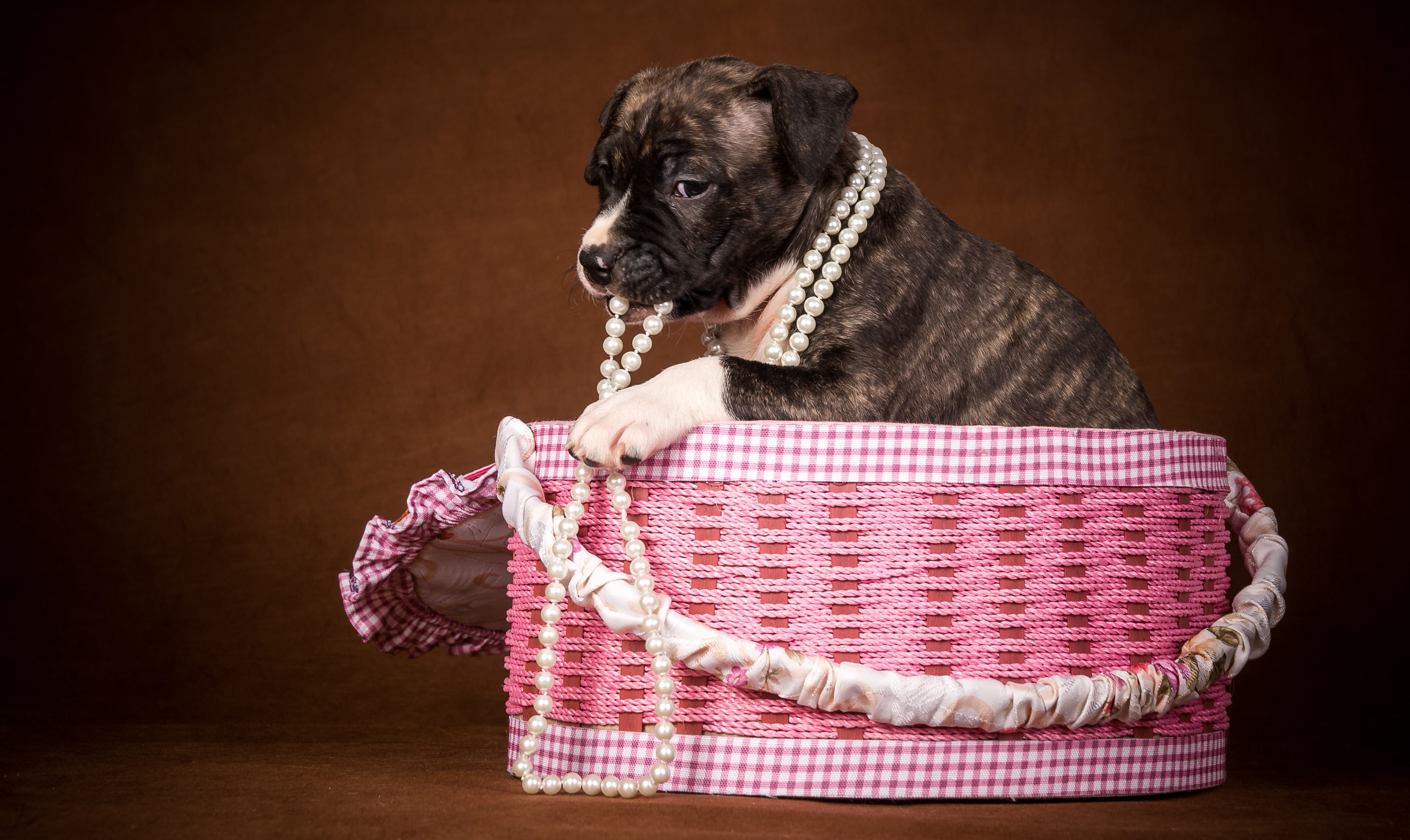 Brindle puppy with pearls in a pink basket HD Wallpaper