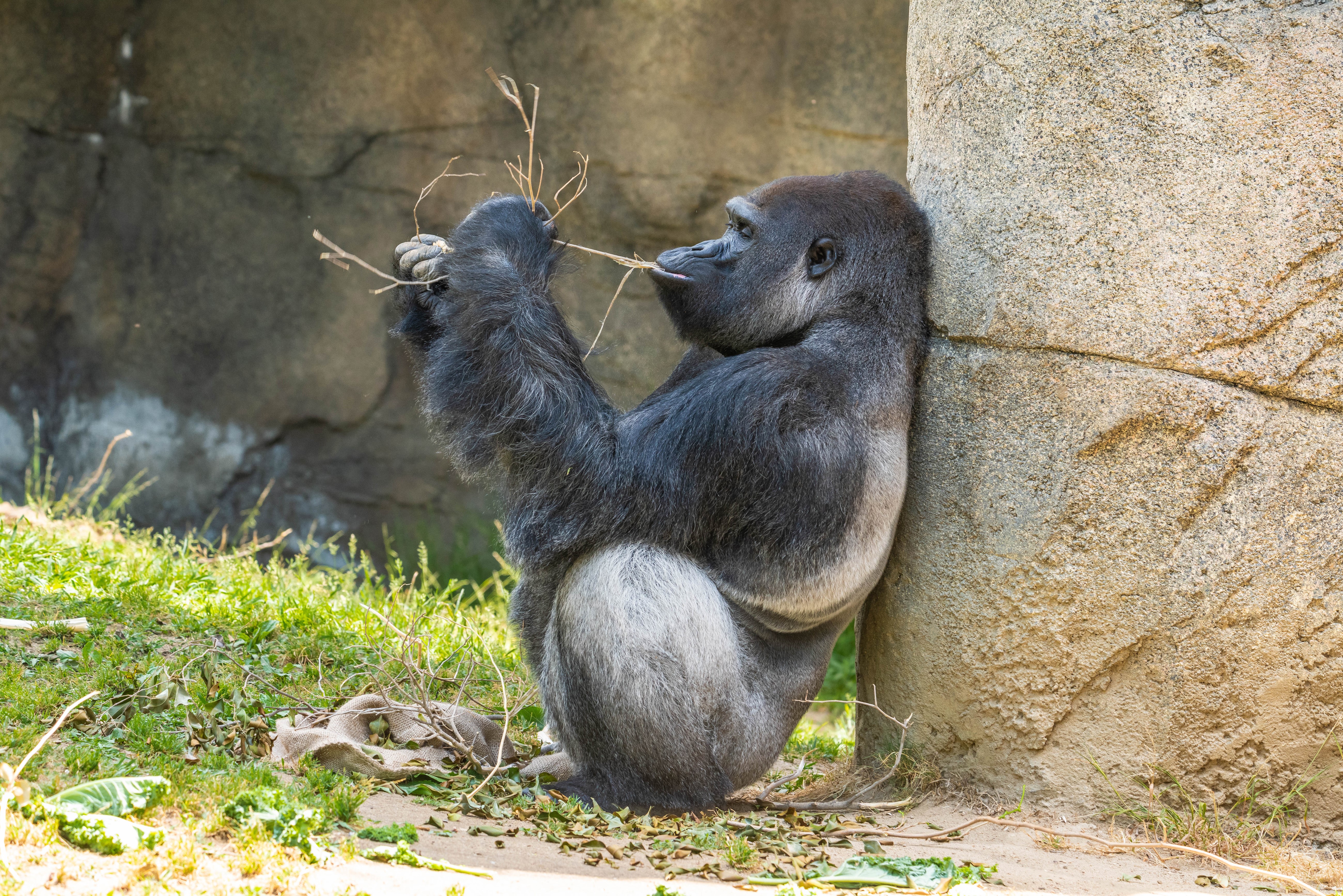 Gorilla sitting and eating branches HD Wallpaper