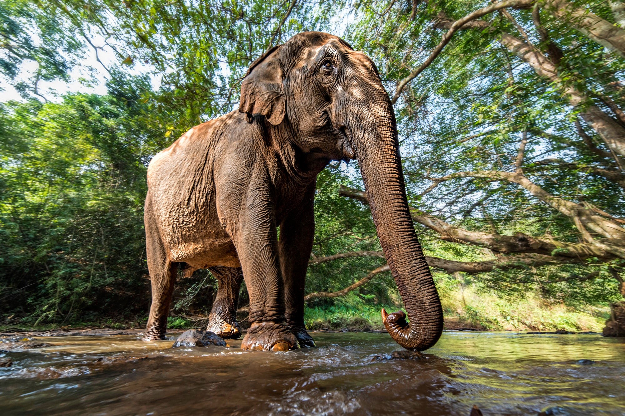 Elephant standing in a shallow river surrounded by trees HD Wallpaper