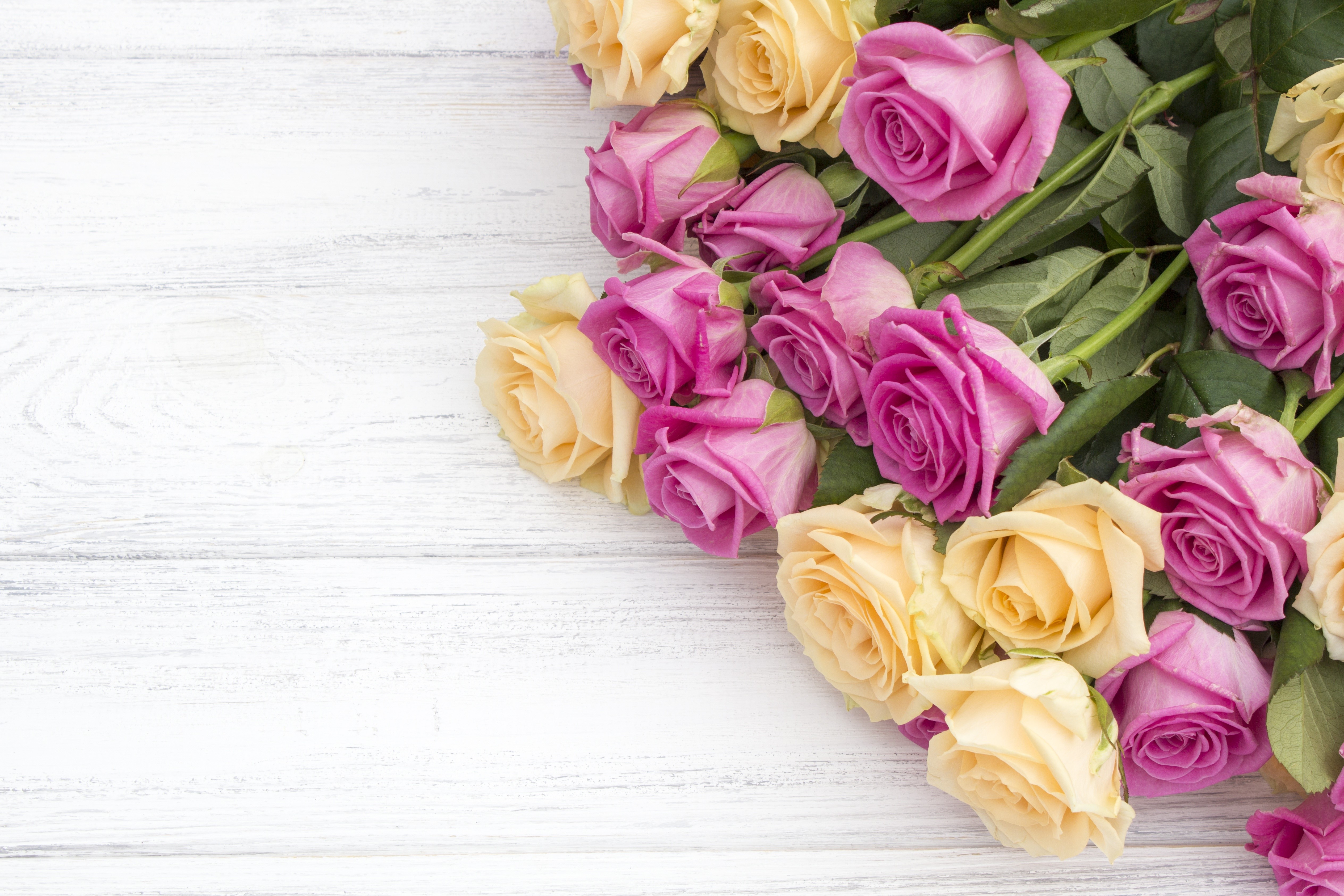 Roses on white wood planks HD Wallpaper