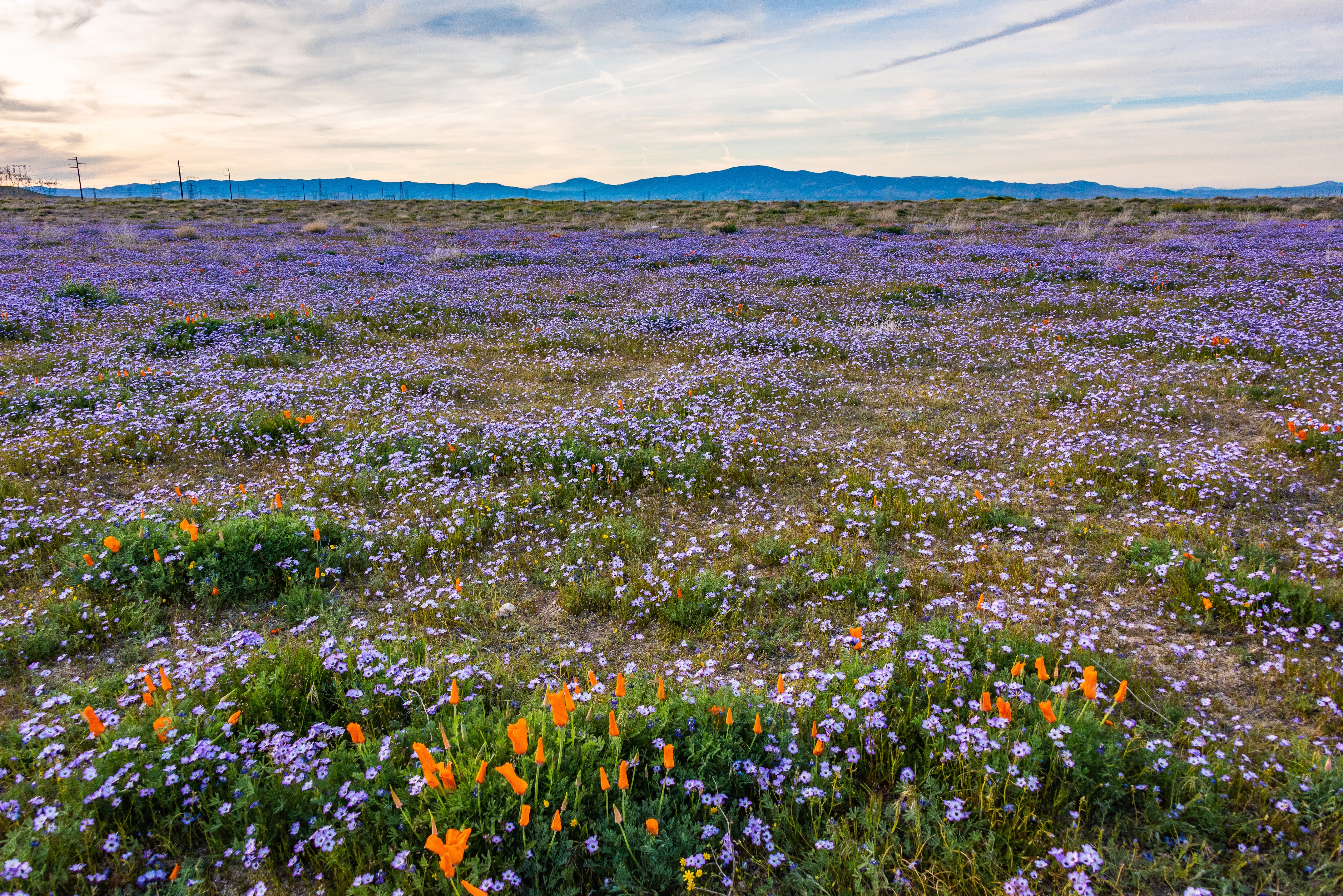 California wildflower field with poppies and purple flowers HD Wallpaper