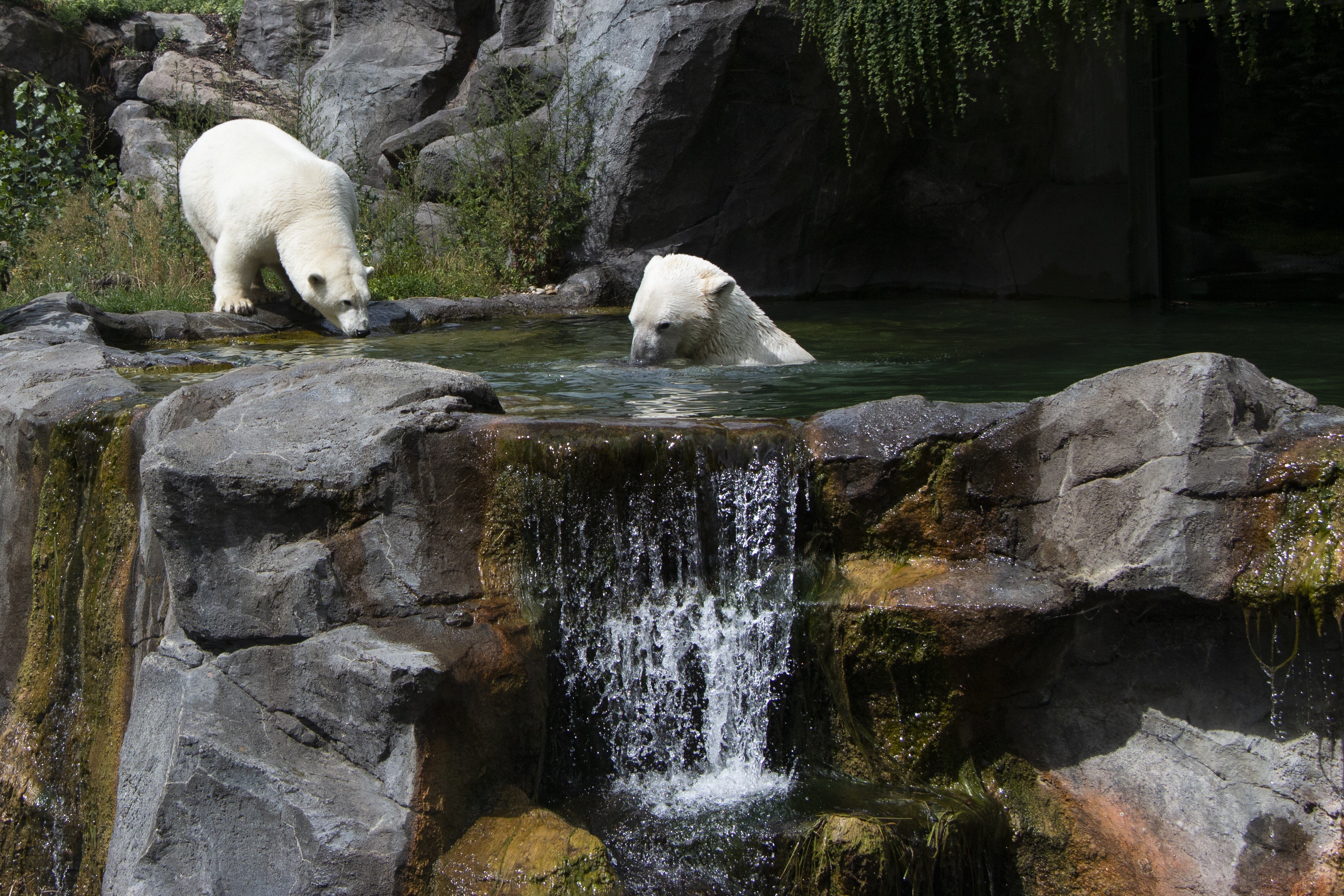 Two polar bears in a rocky enclosure with a waterfall HD Wallpaper