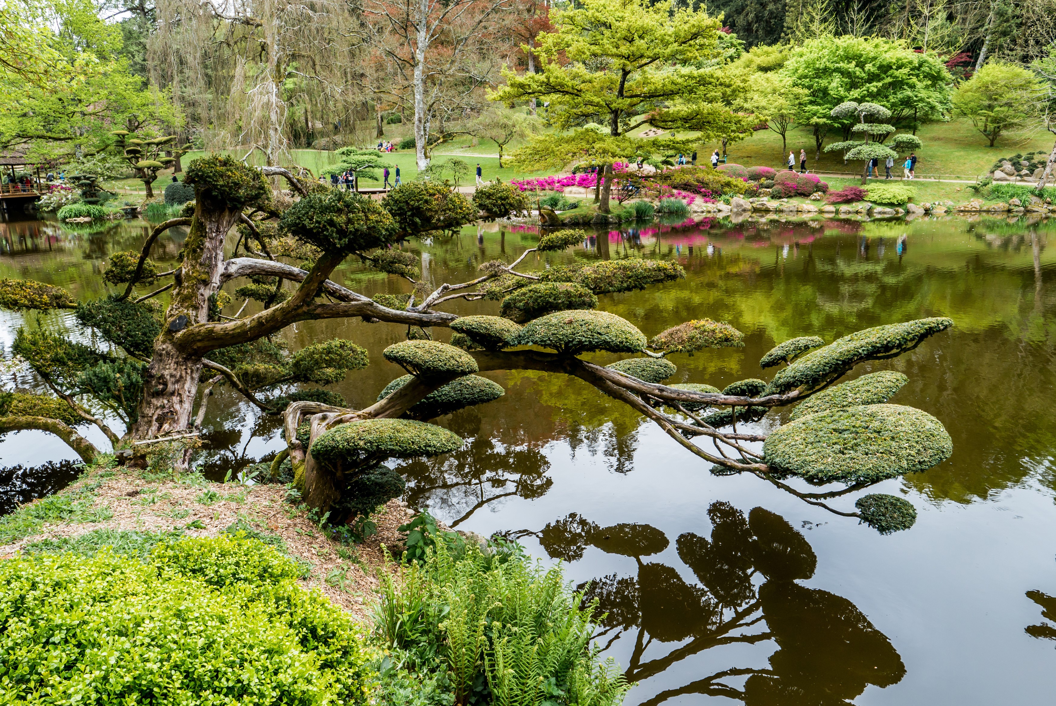Japanese Garden with Pond and Bonsai Trees in France HD Wallpaper