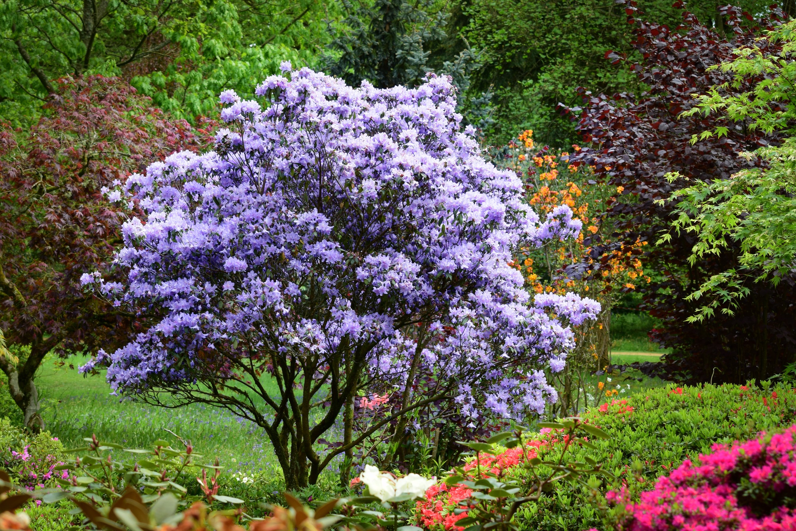 Rhododendron in bloom at Ramster Gardens, England HD Wallpaper