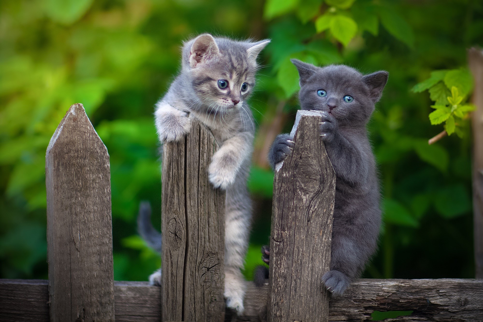 Two kittens climbing a wooden fence HD Wallpaper