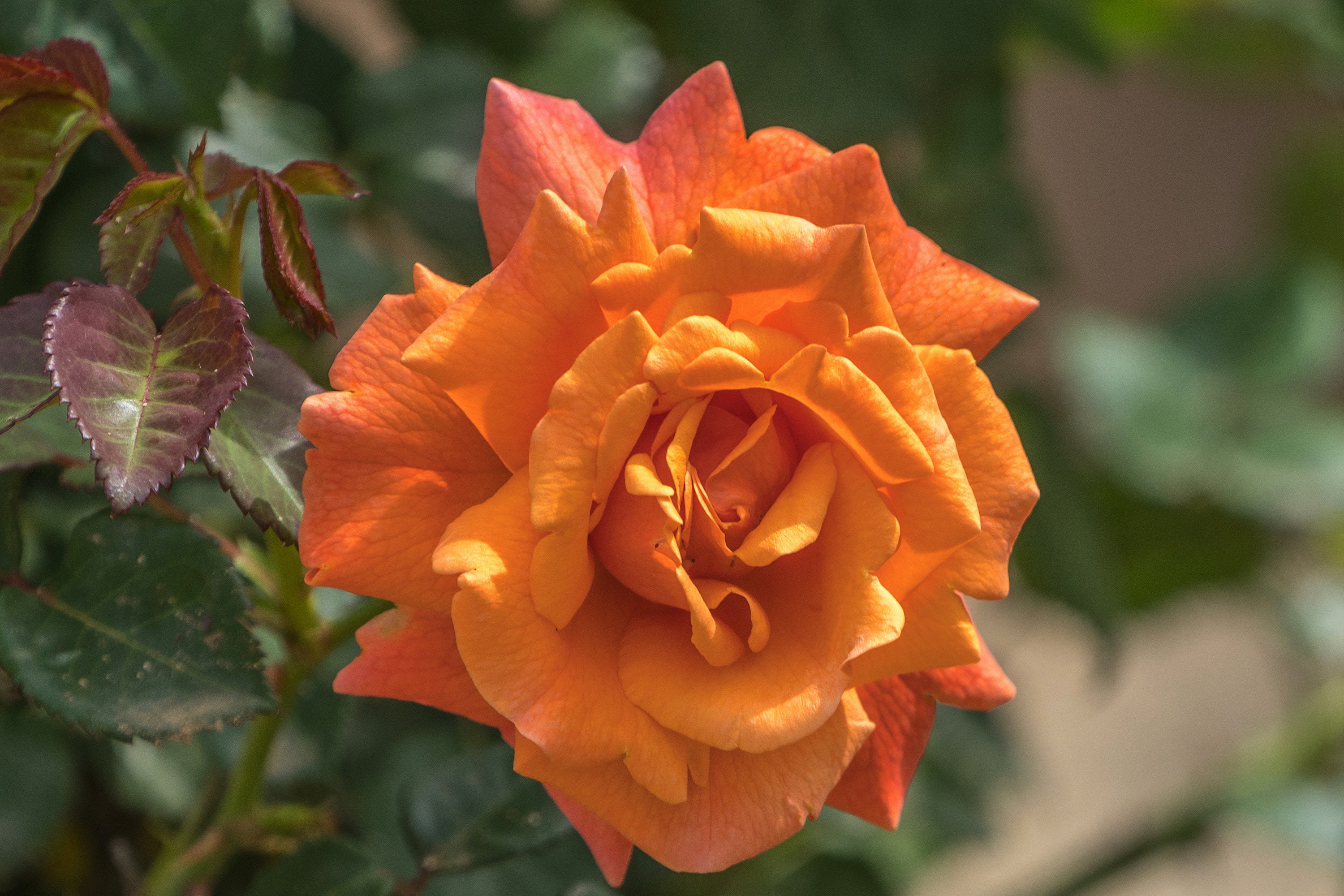 Close-up of an orange rose with green leaves HD Wallpaper