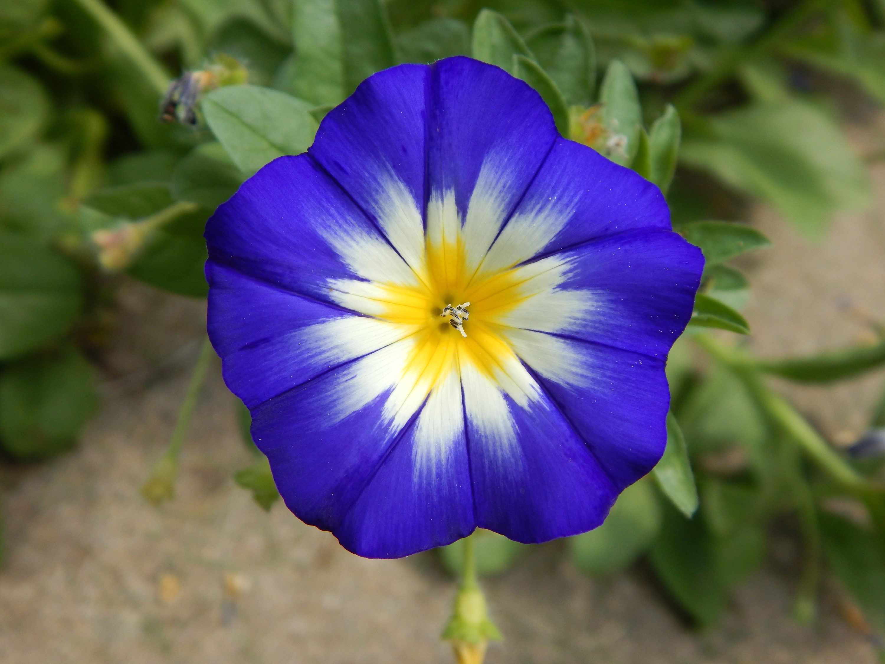 Close-up of a blue and white bindweed flower HD Wallpaper