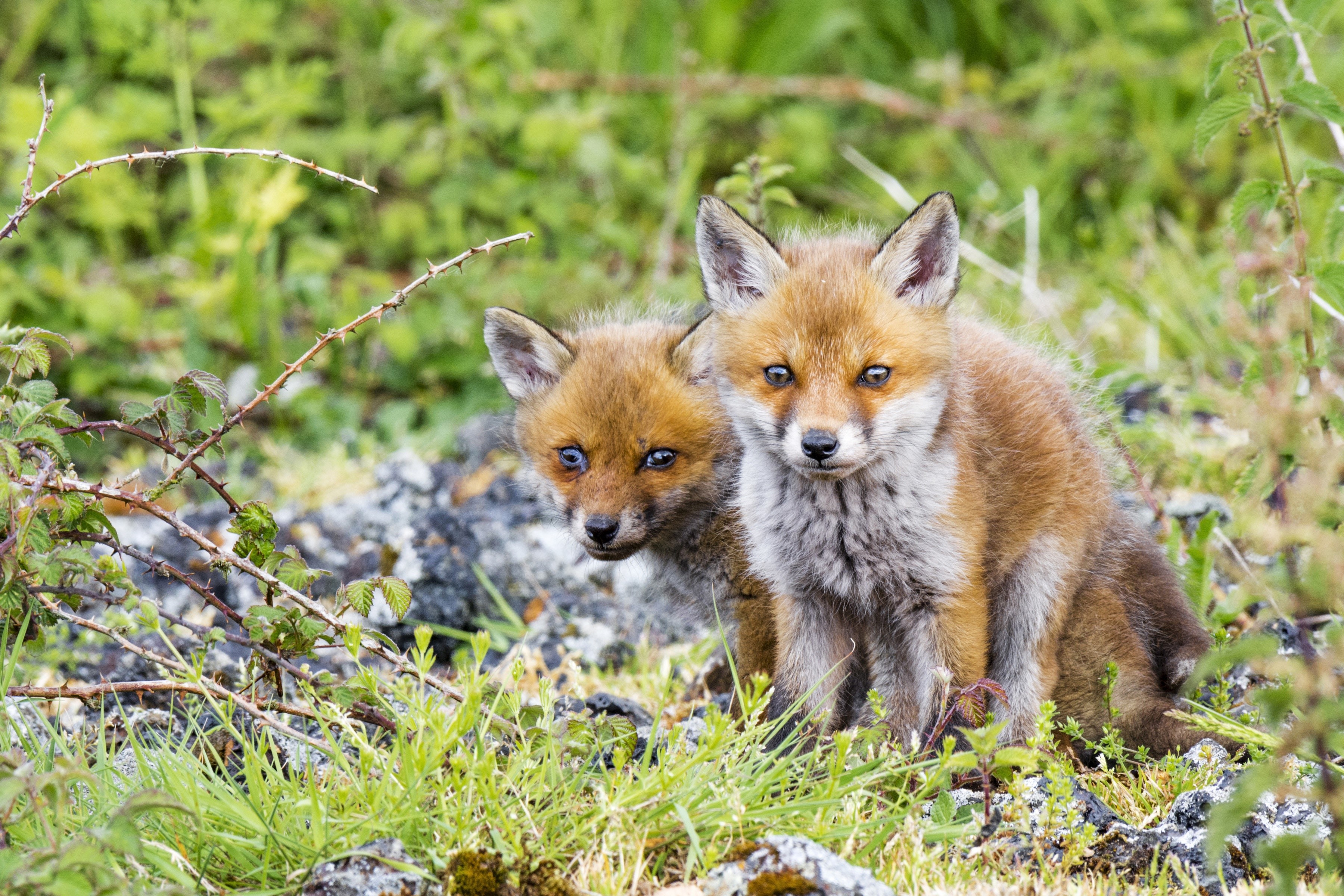 Two Fox Cubs in Grass HD Wallpaper