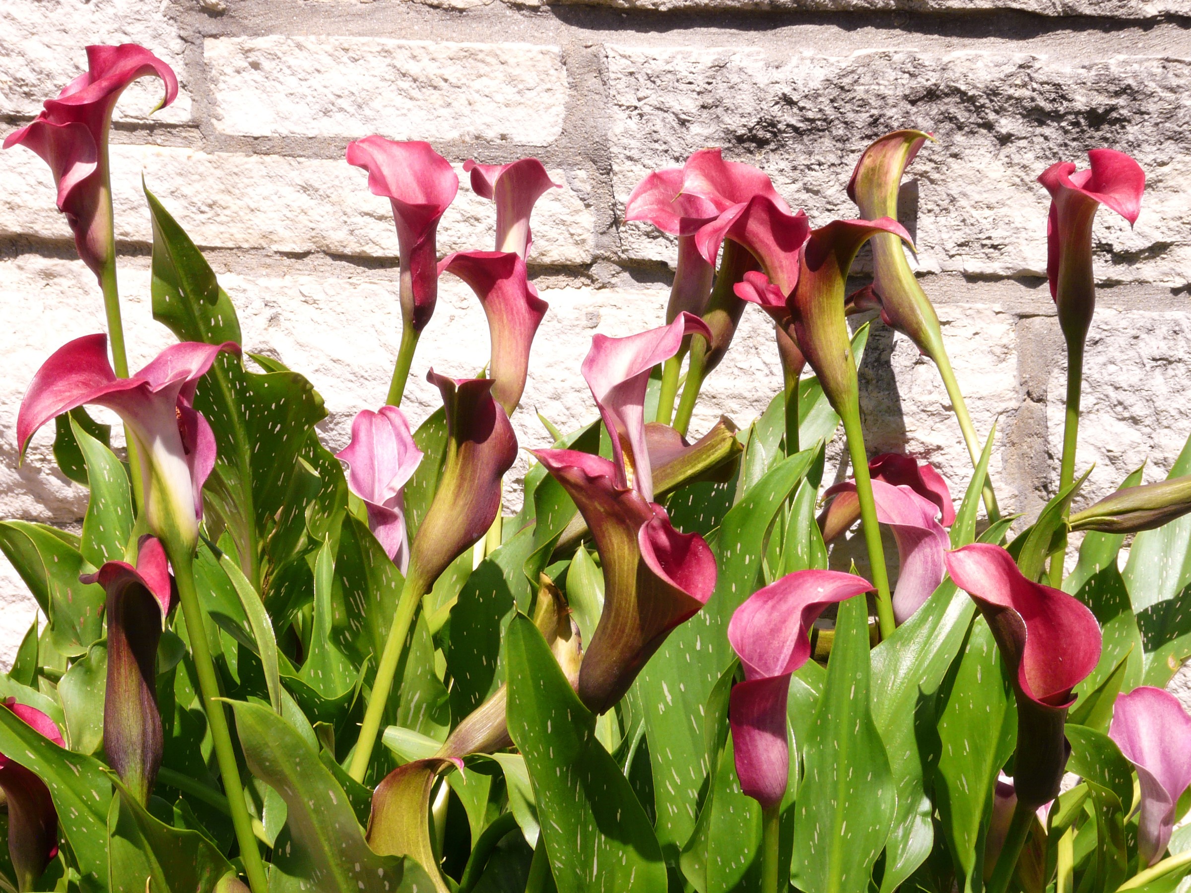 Calla lilies in front of a stone wall HD Wallpaper