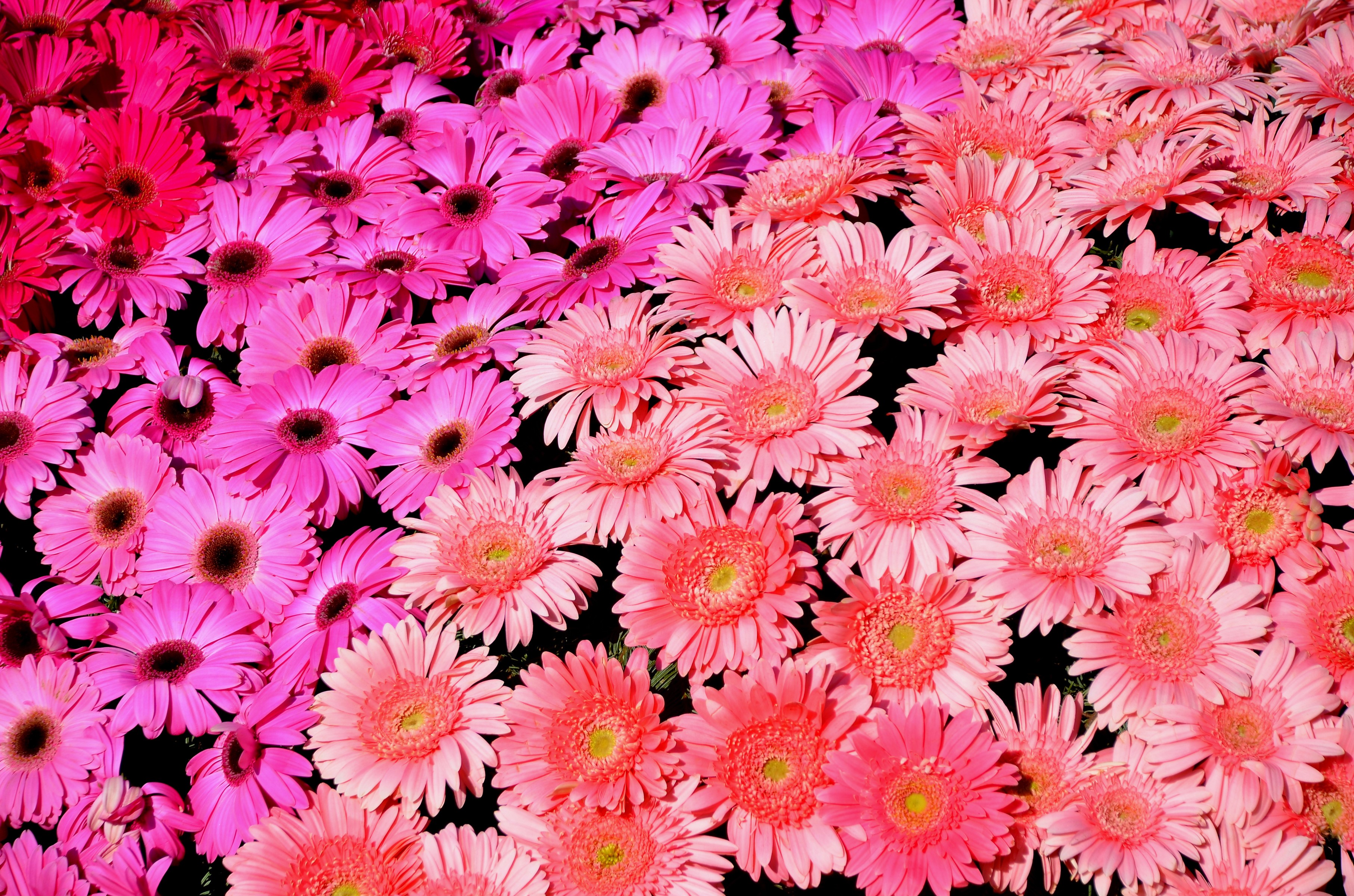 Pink and Red Gerbera Daisies HD Wallpaper