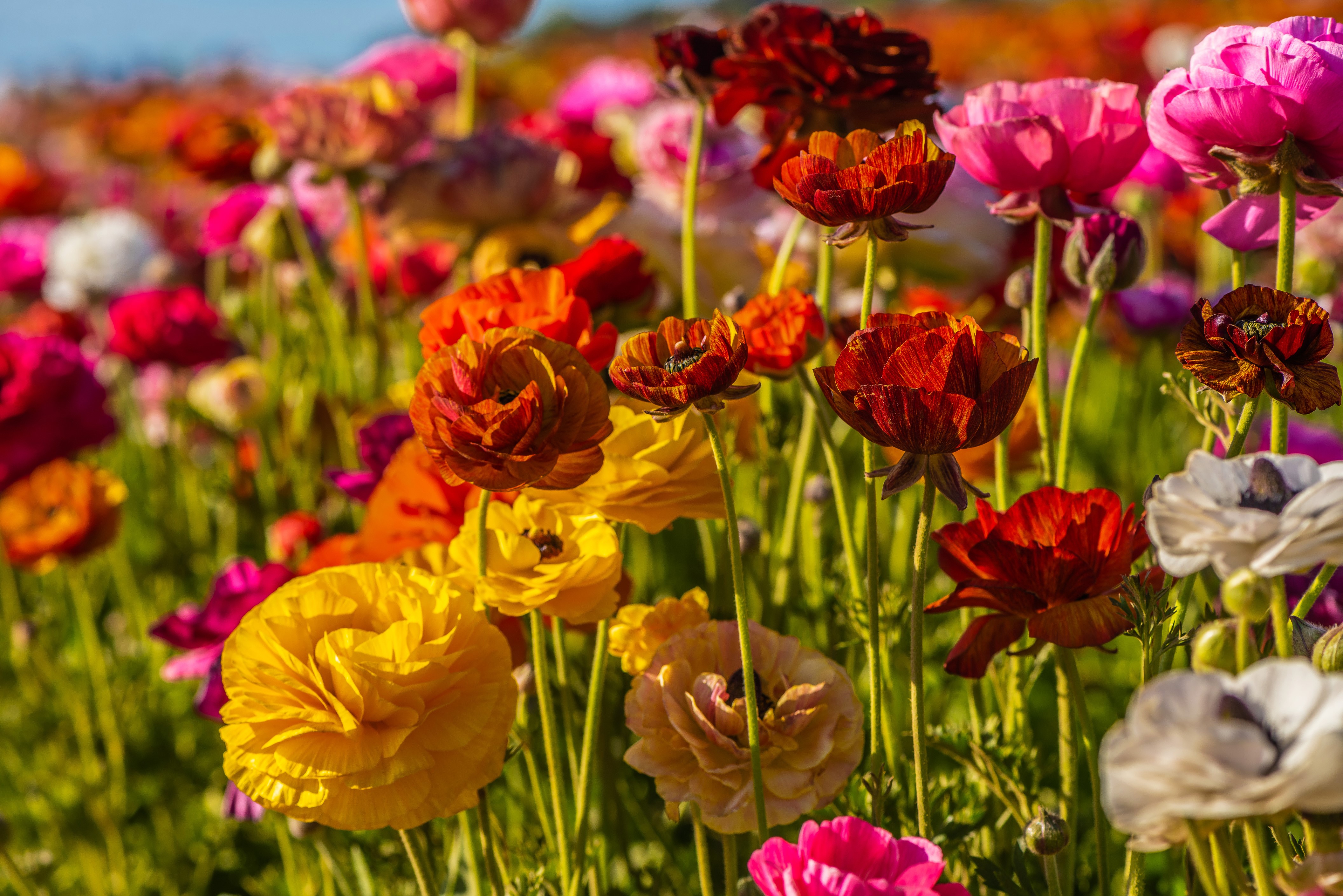 4K Ranunculus Closeup Multicolor HD Wallpaper