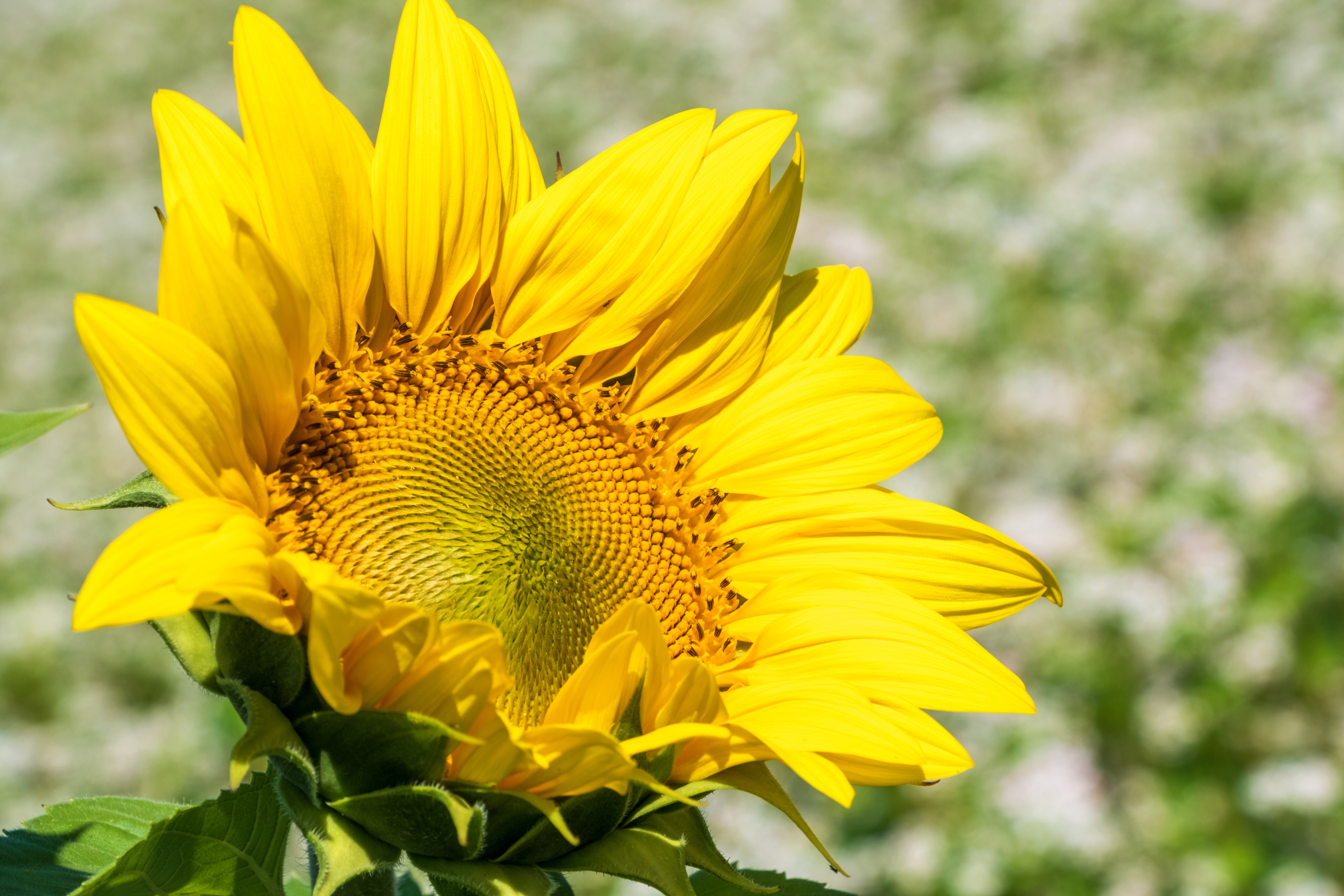 Closeup of a bright yellow sunflower HD Wallpaper