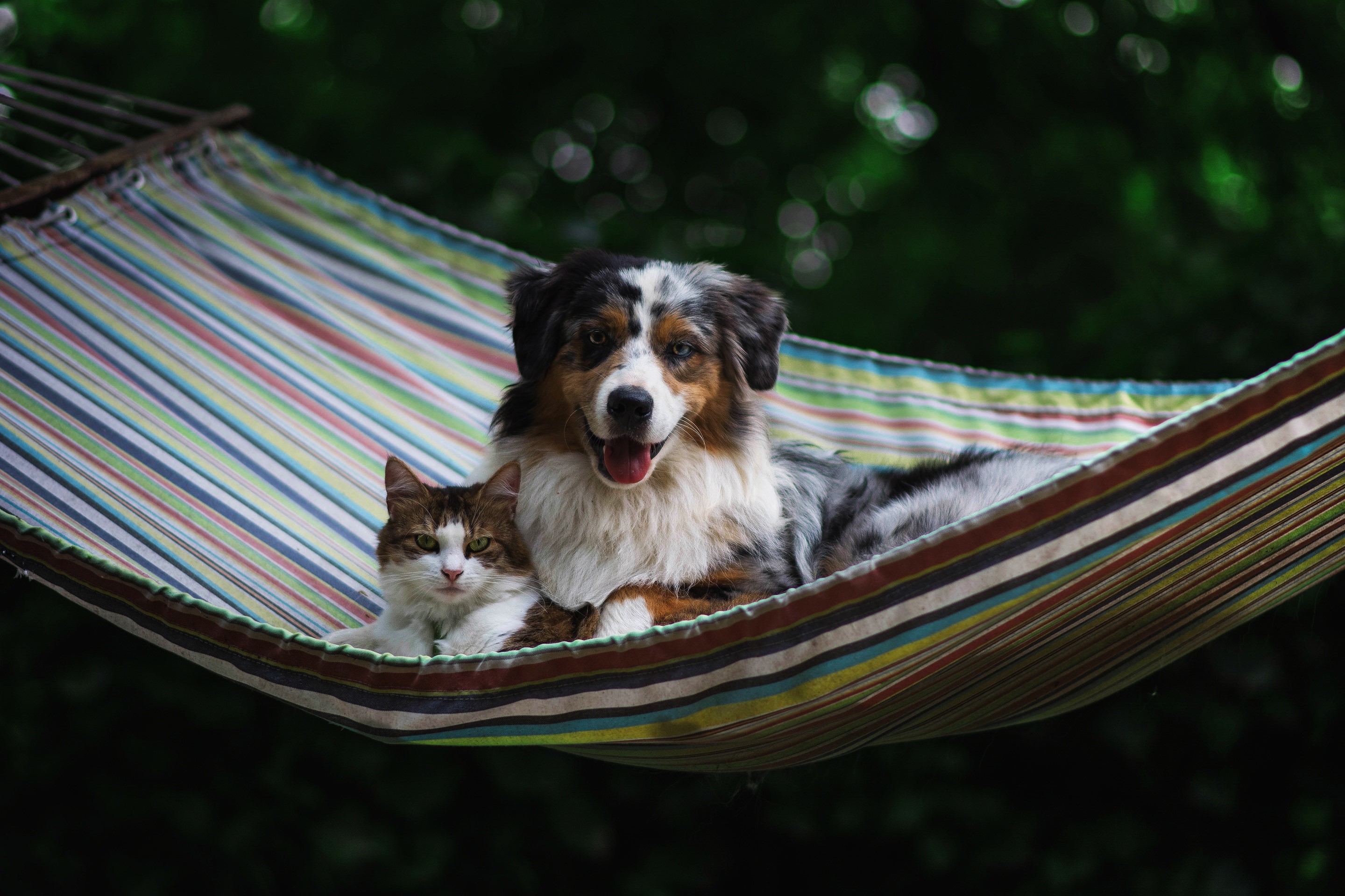Dog and Cat Relaxing in a Striped Hammock HD Wallpaper