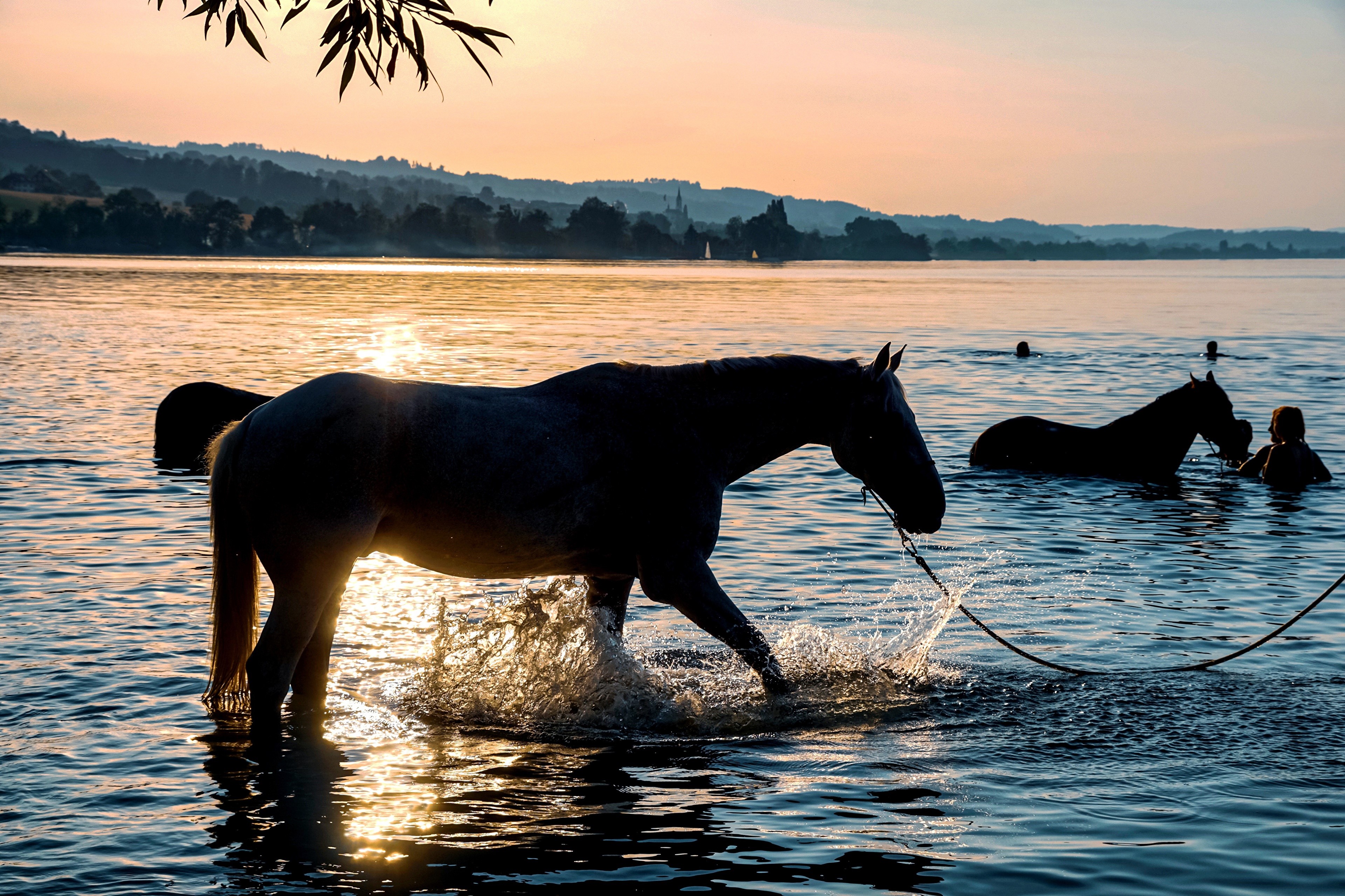 Horses swimming in a lake at sunset HD Wallpaper