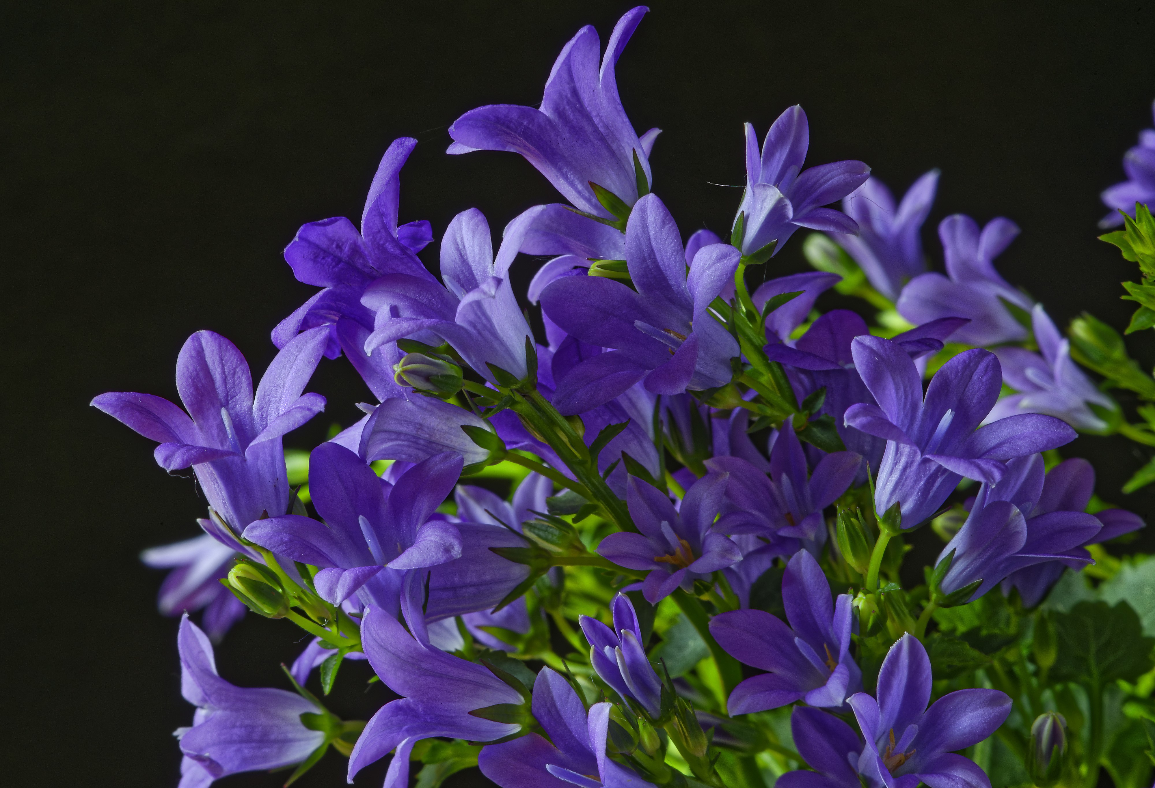Violet Campanula flowers on black background HD Wallpaper
