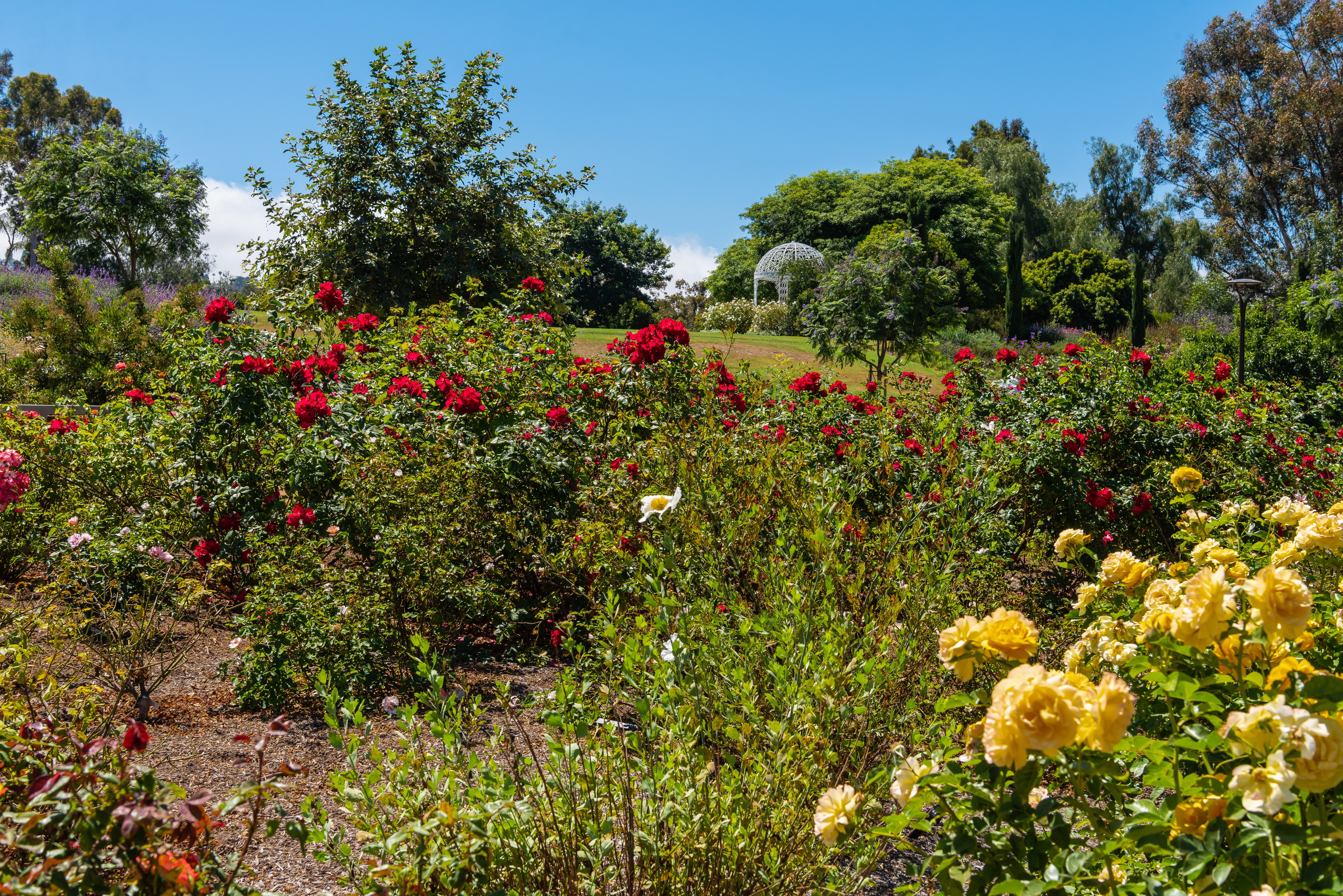 Roses at South Coast Botanic Garden, California HD Wallpaper