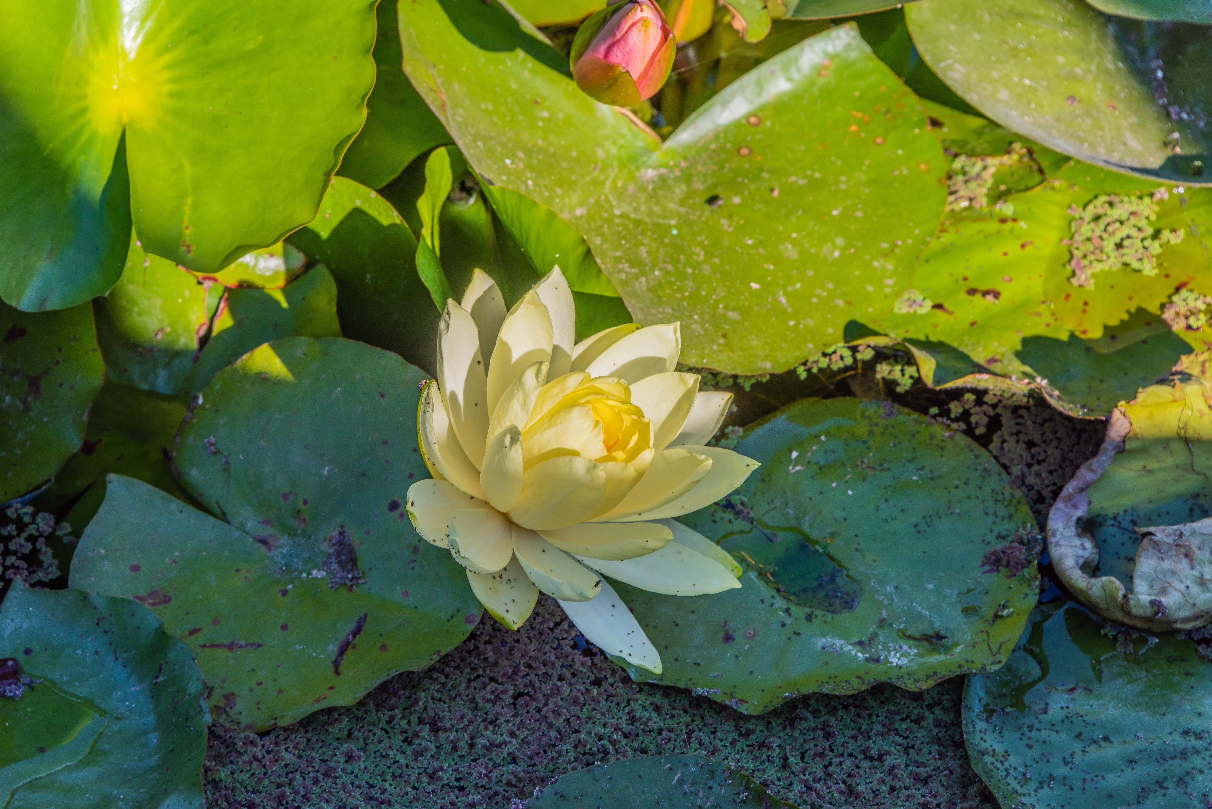 Yellow Lotus Flower and Lily Pads HD Wallpaper