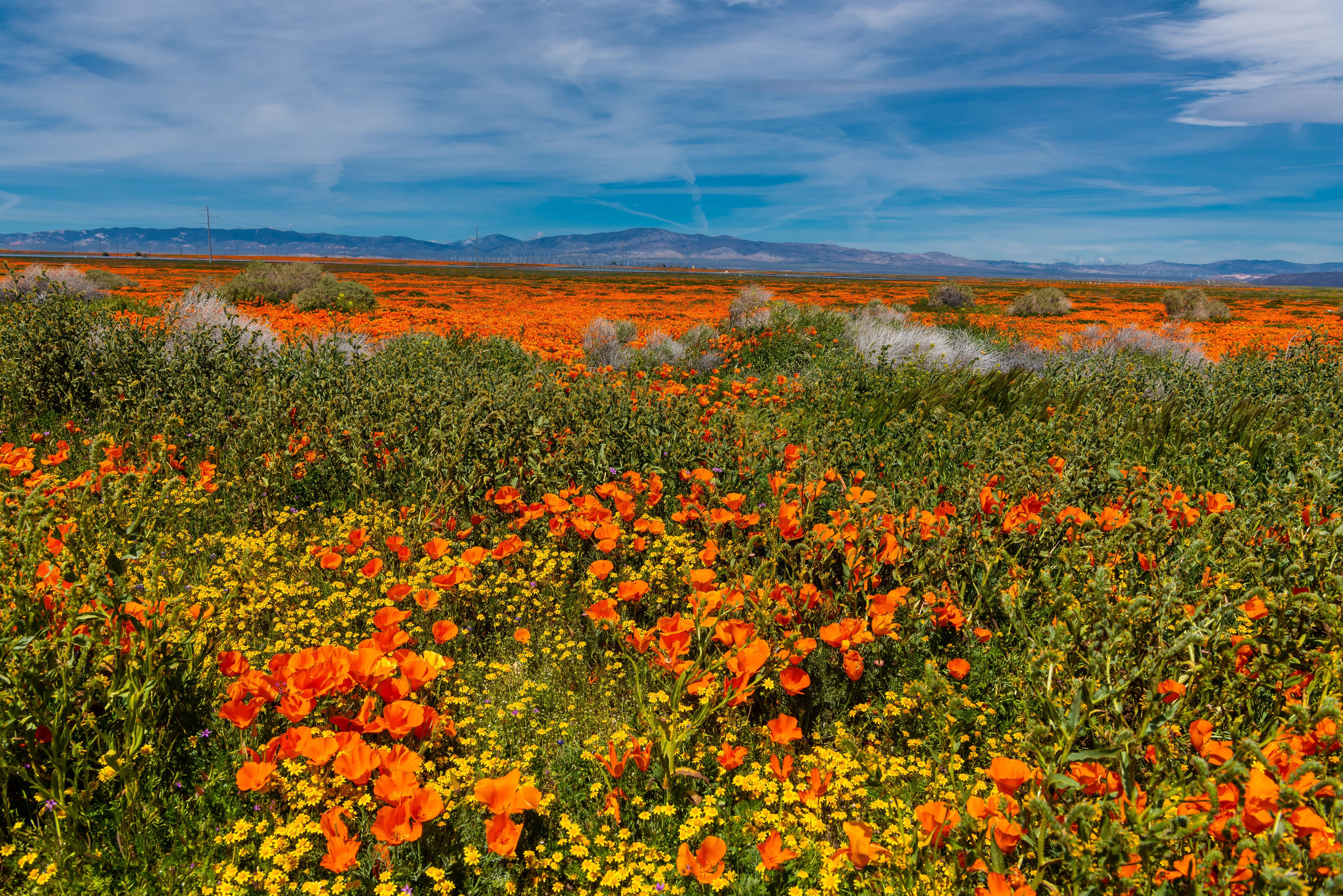 California Poppy Field in Lancaster, USA HD Wallpaper