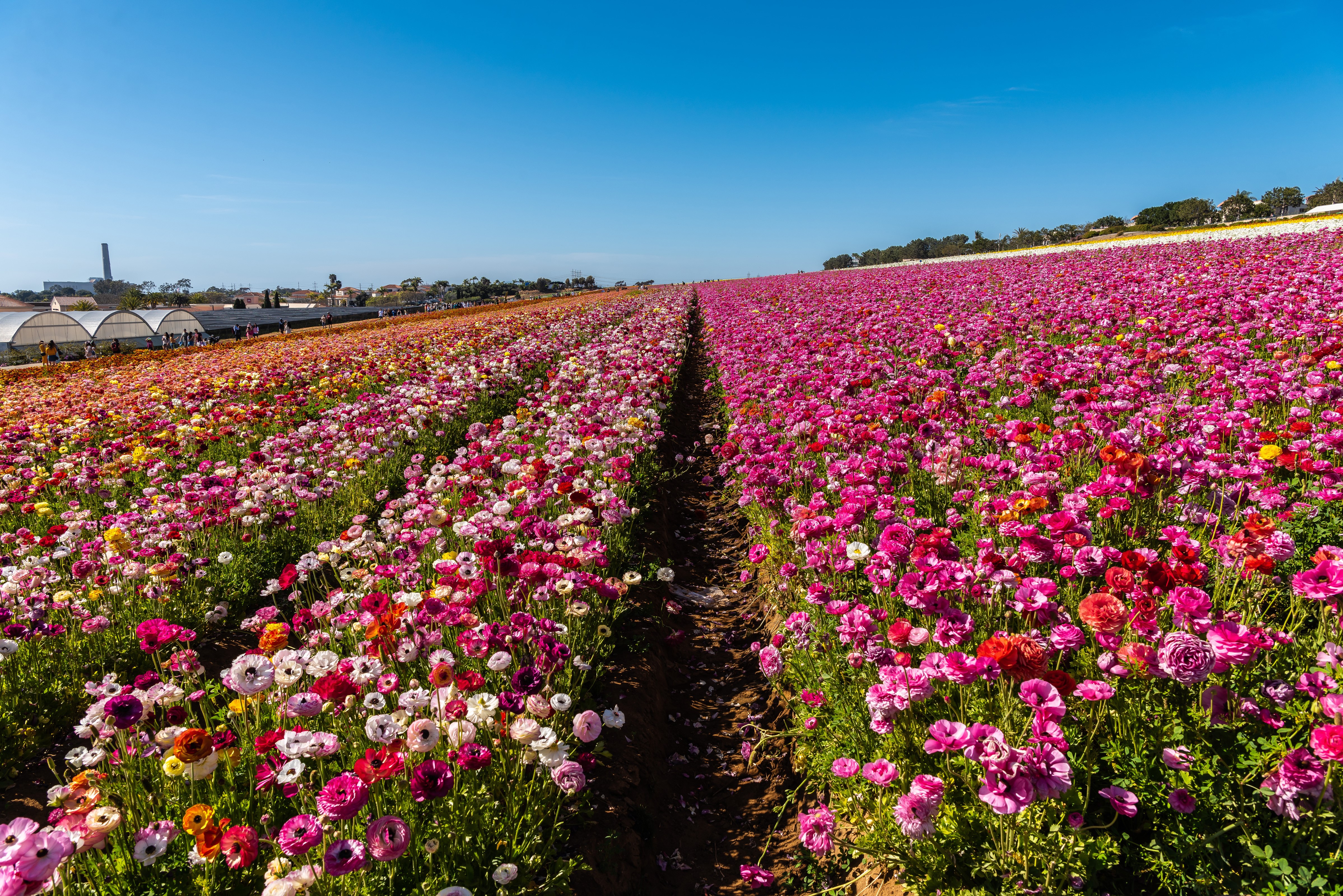 Fields of Multicolor Ranunculus Flowers in California HD Wallpaper
