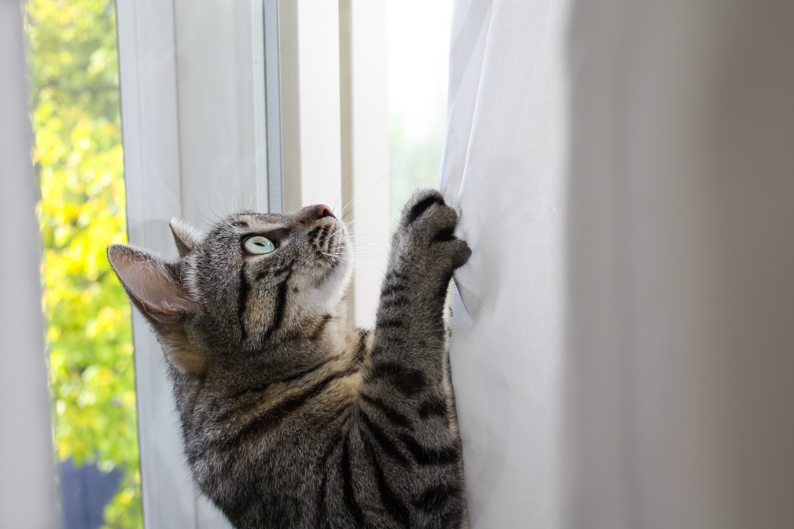 A tabby cat scratches a white curtain by the window HD Wallpaper
