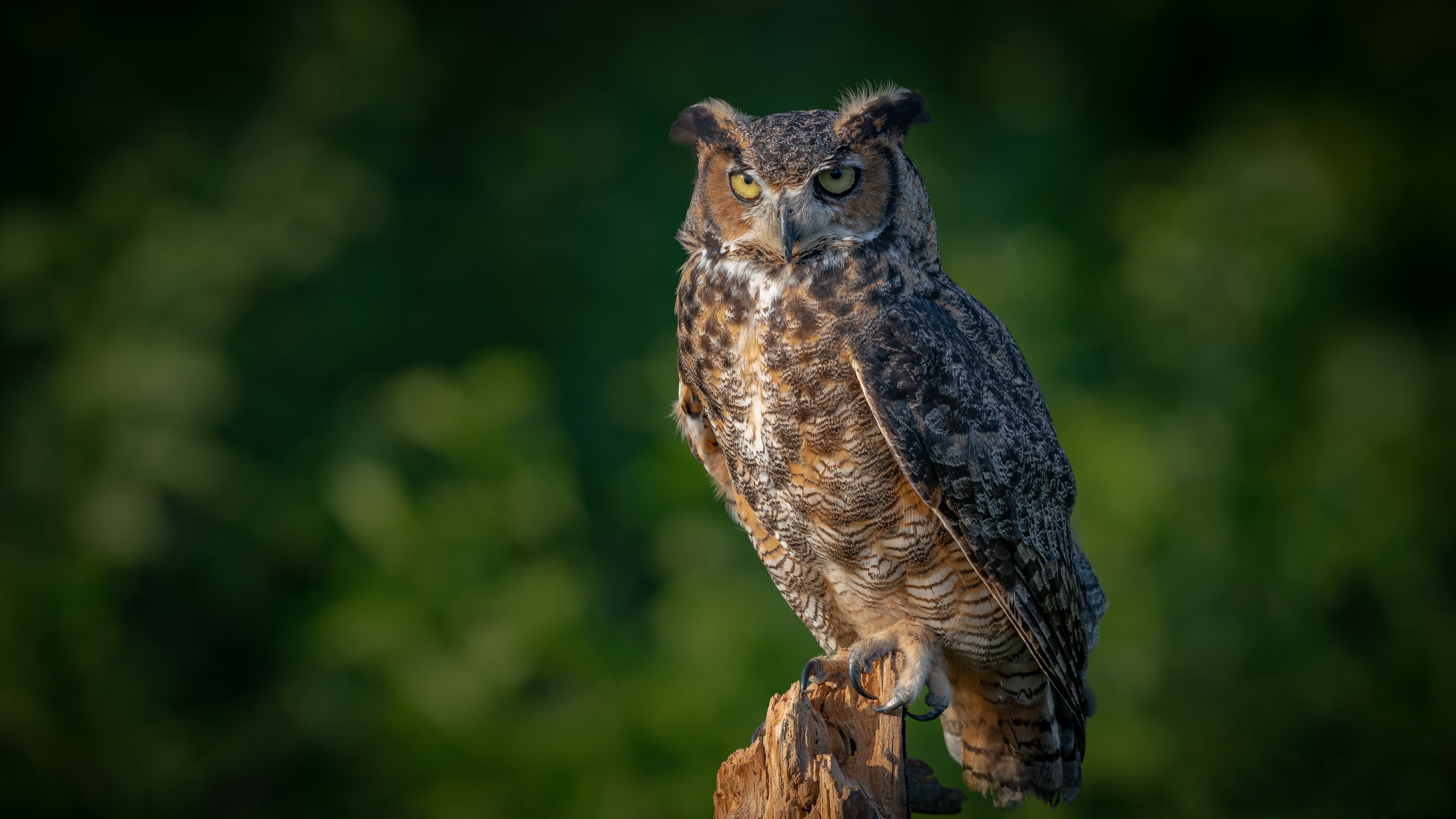 Great Horned Owl perched on a stump HD Wallpaper