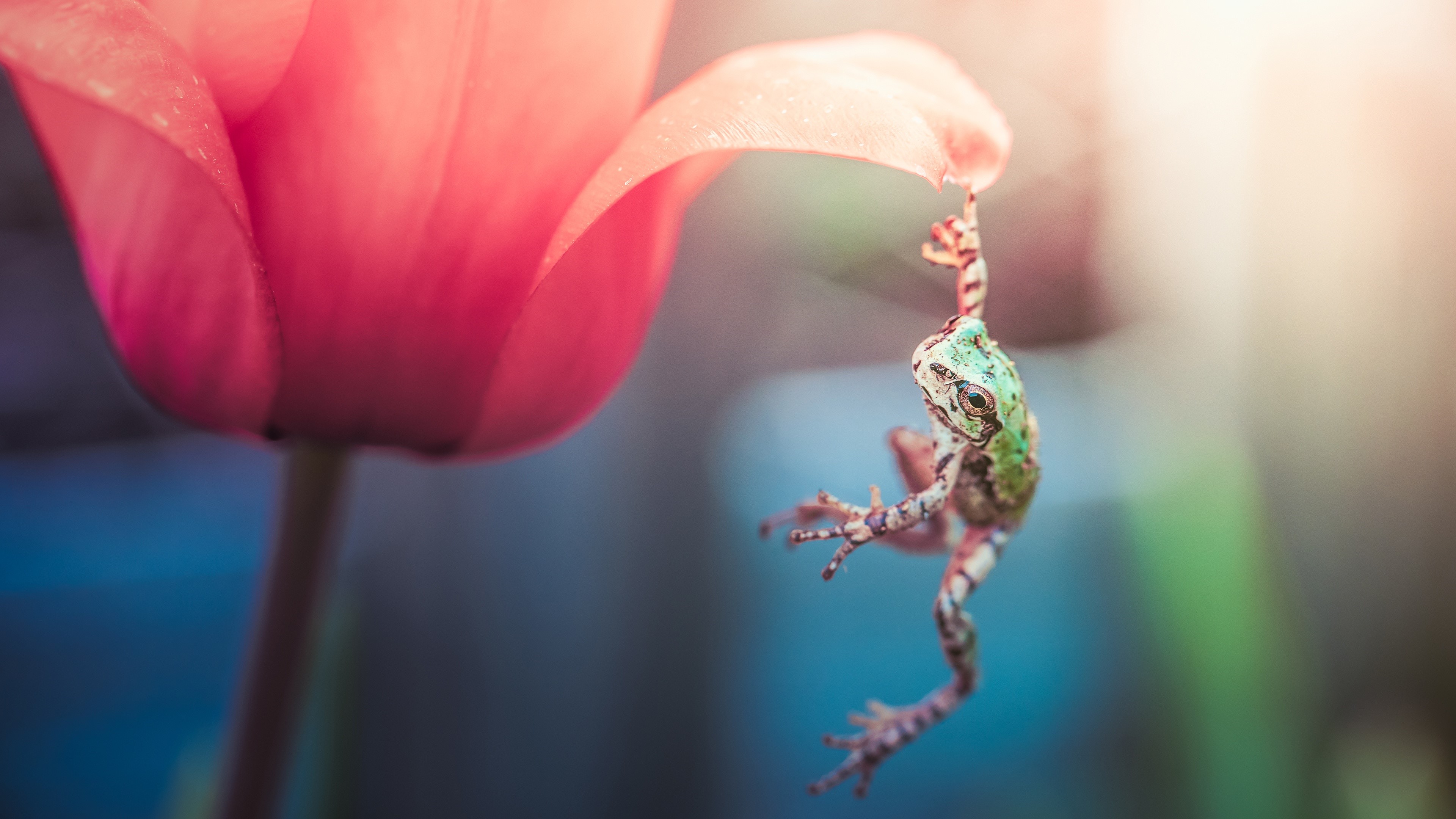 Frog hanging from a pink tulip petal HD Wallpaper