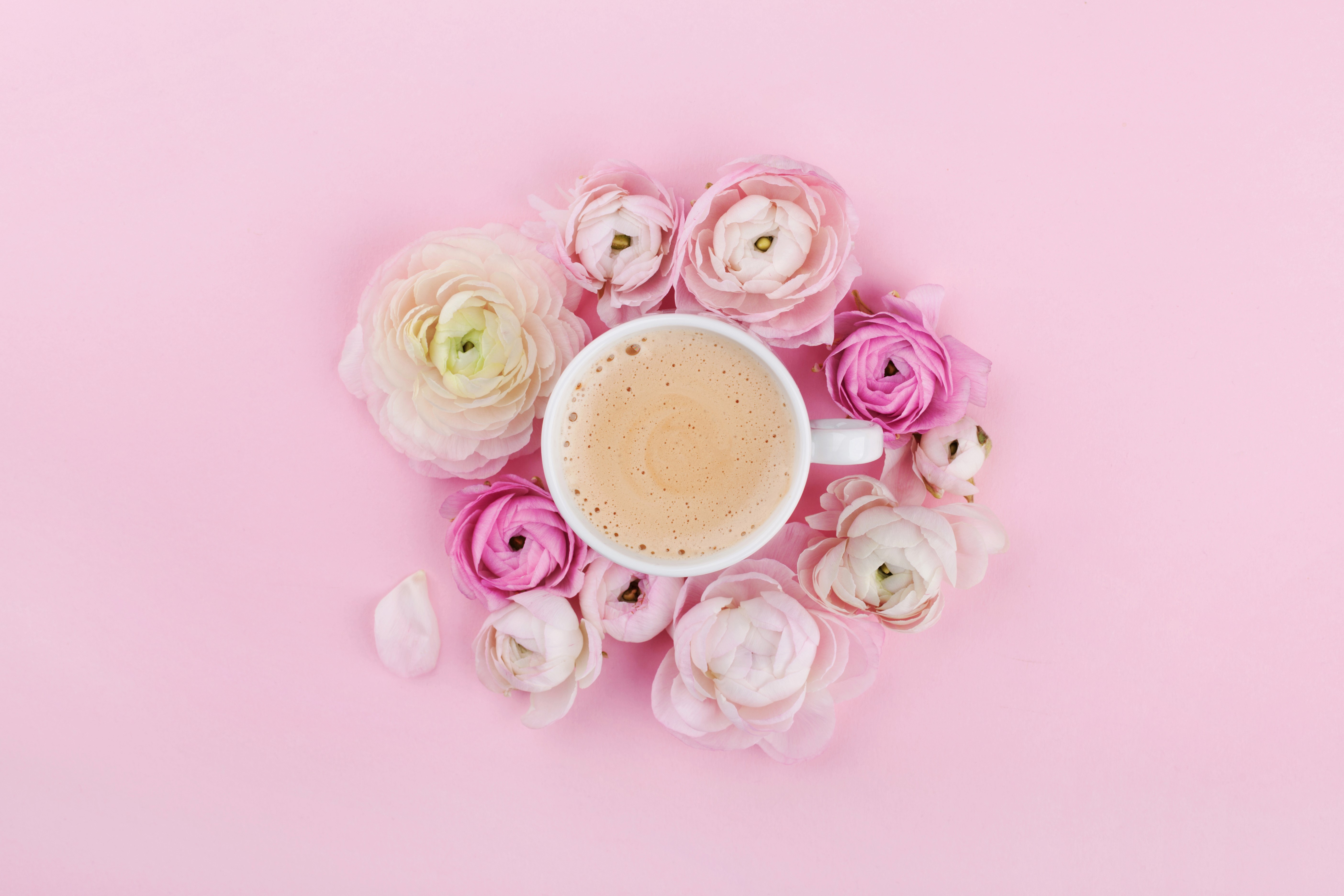 Coffee cup surrounded by pink ranunculus flowers HD Wallpaper