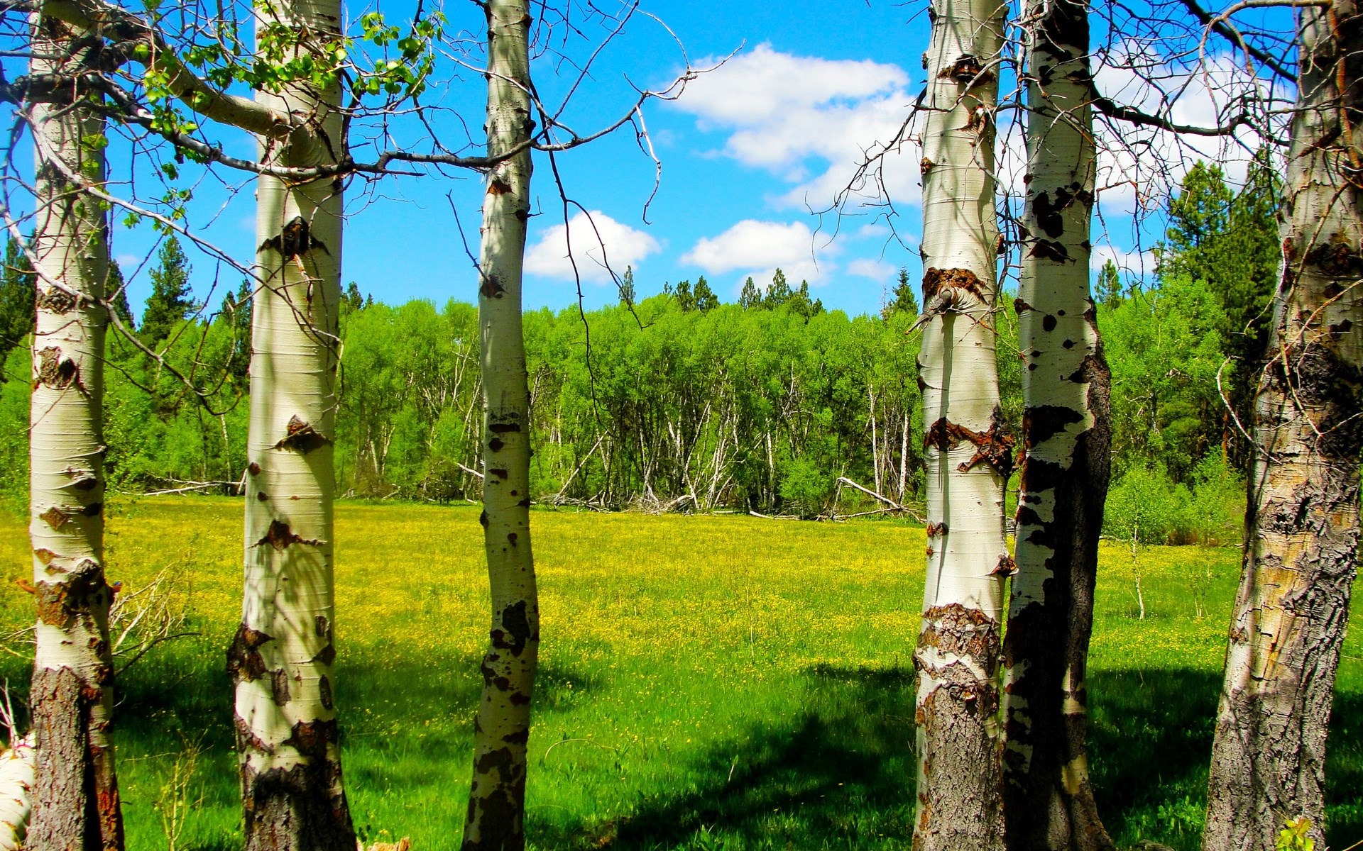 Aspen trees in a meadow with a forest background HD Wallpaper
