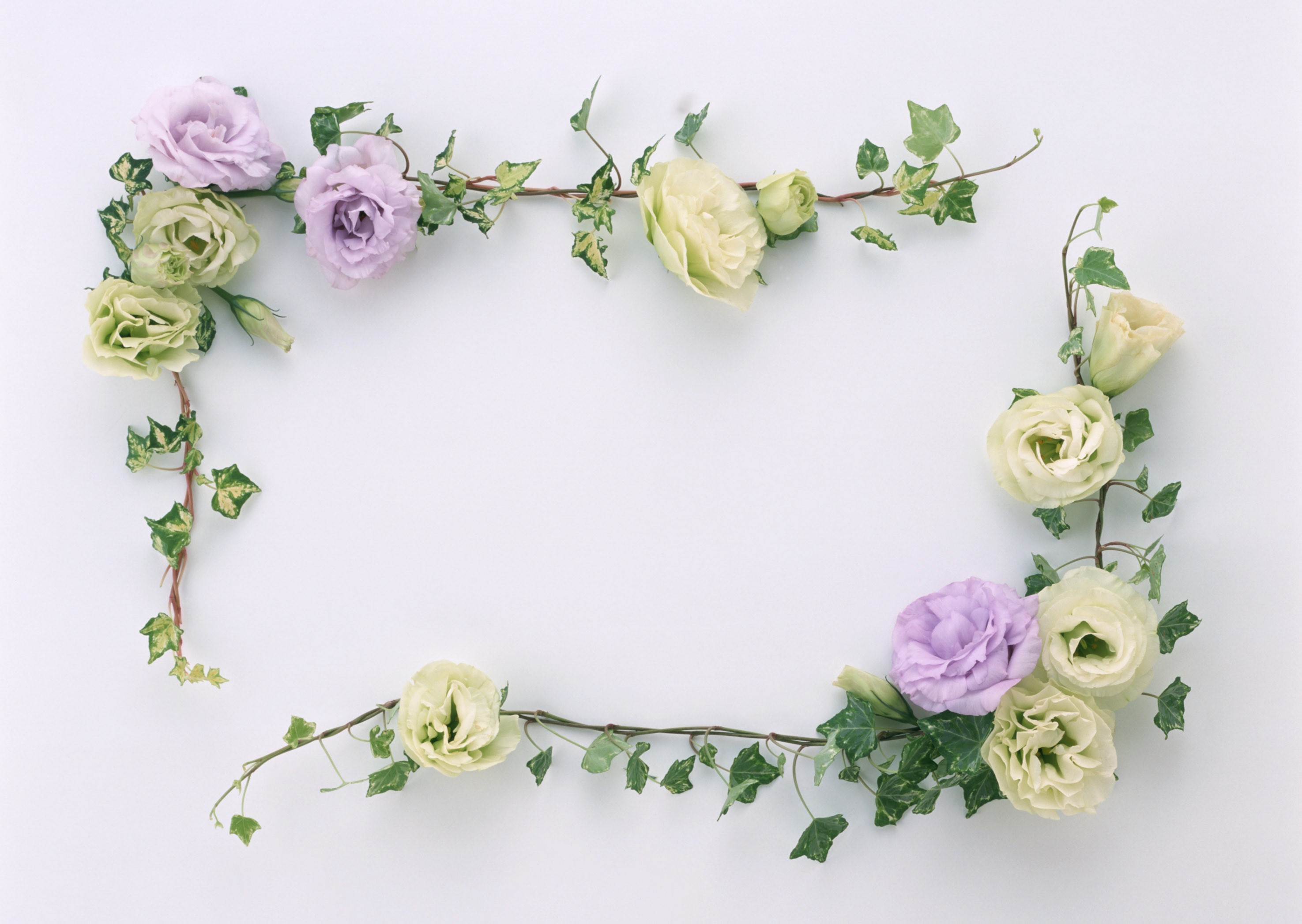 Floral border with purple and green flowers and ivy HD Wallpaper