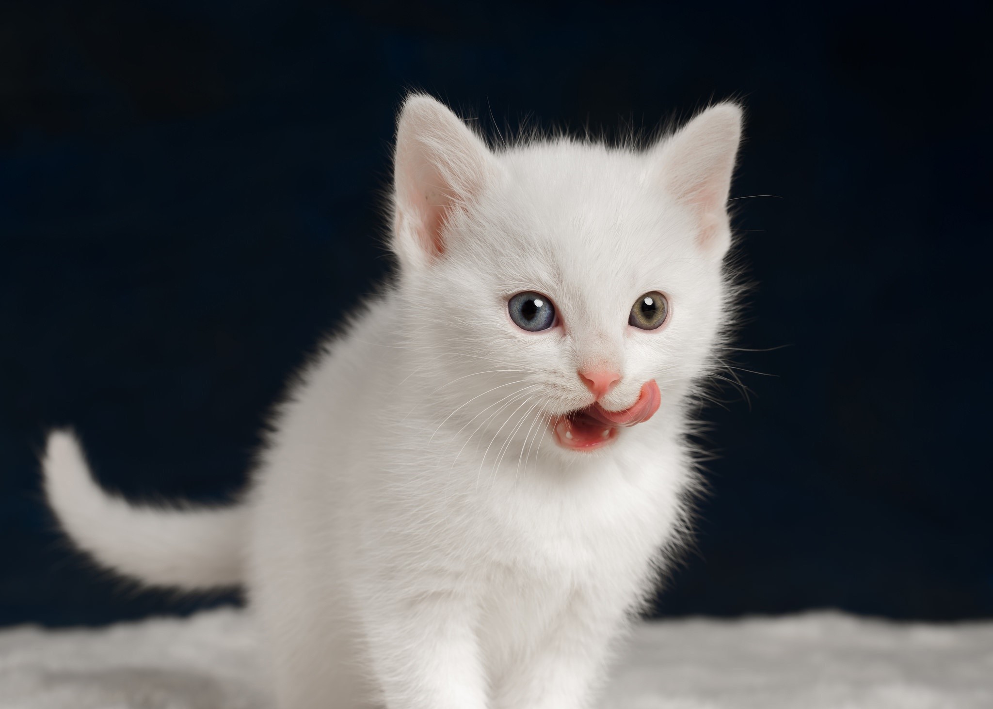 White kitten with heterochromia licking its nose HD Wallpaper