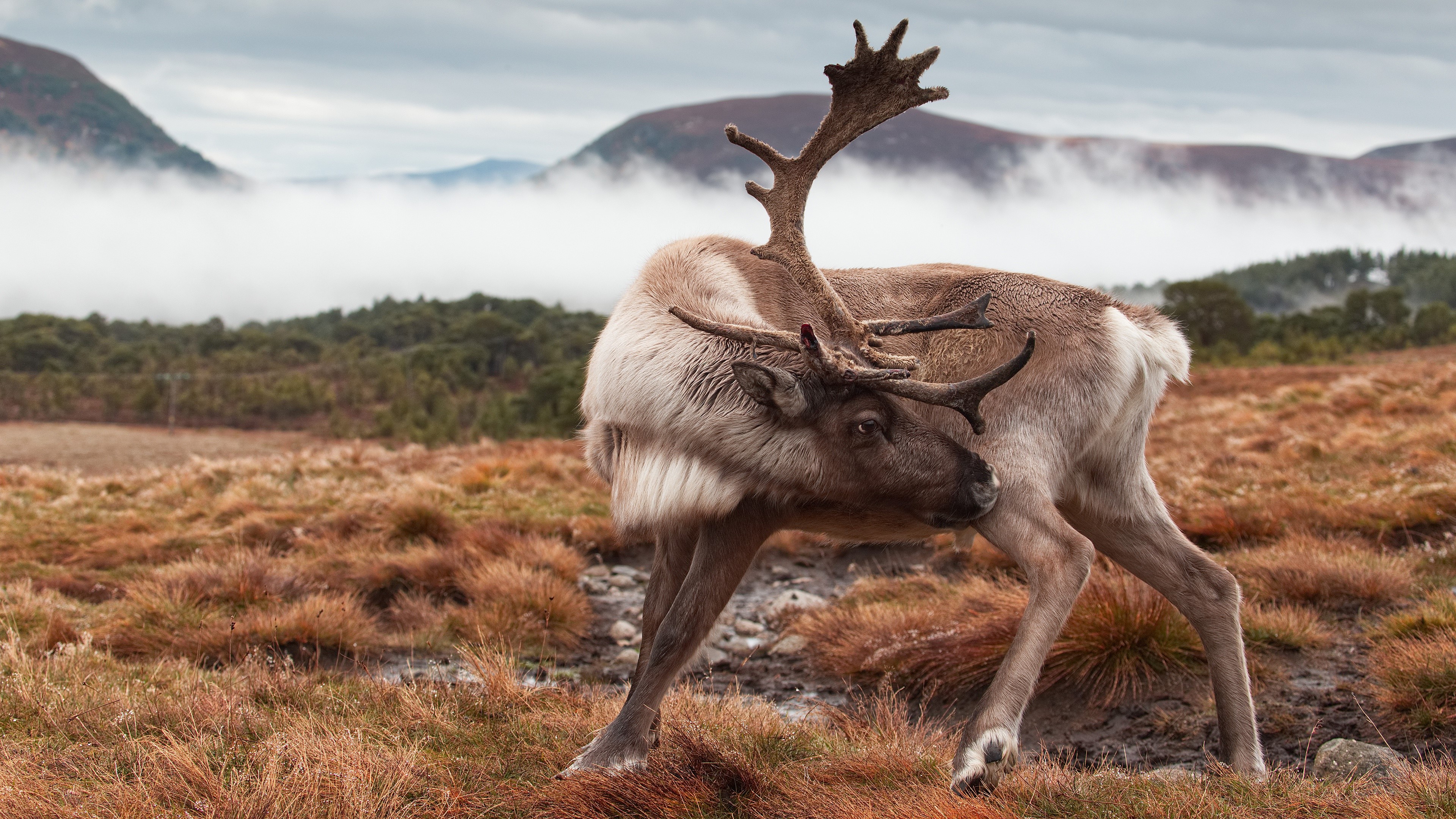 4K Reindeer with Antlers in Foggy Landscape HD Wallpaper