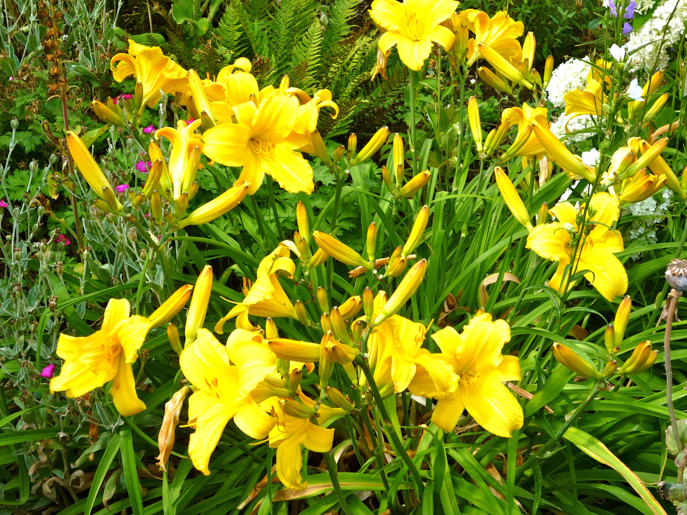 Yellow lilies and buds in a garden HD Wallpaper