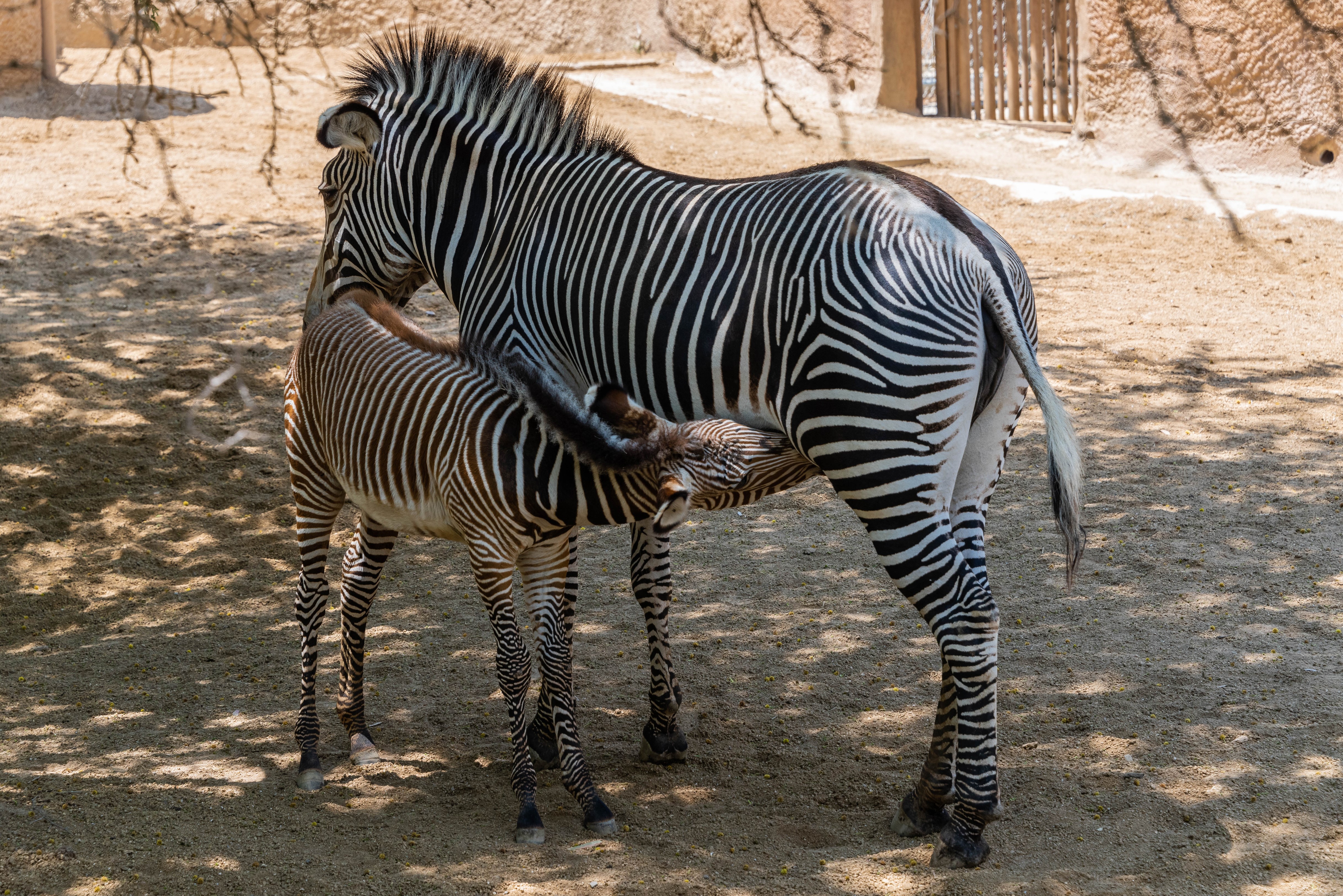 4K Zebras and Cub in Natural Habitat HD Wallpaper
